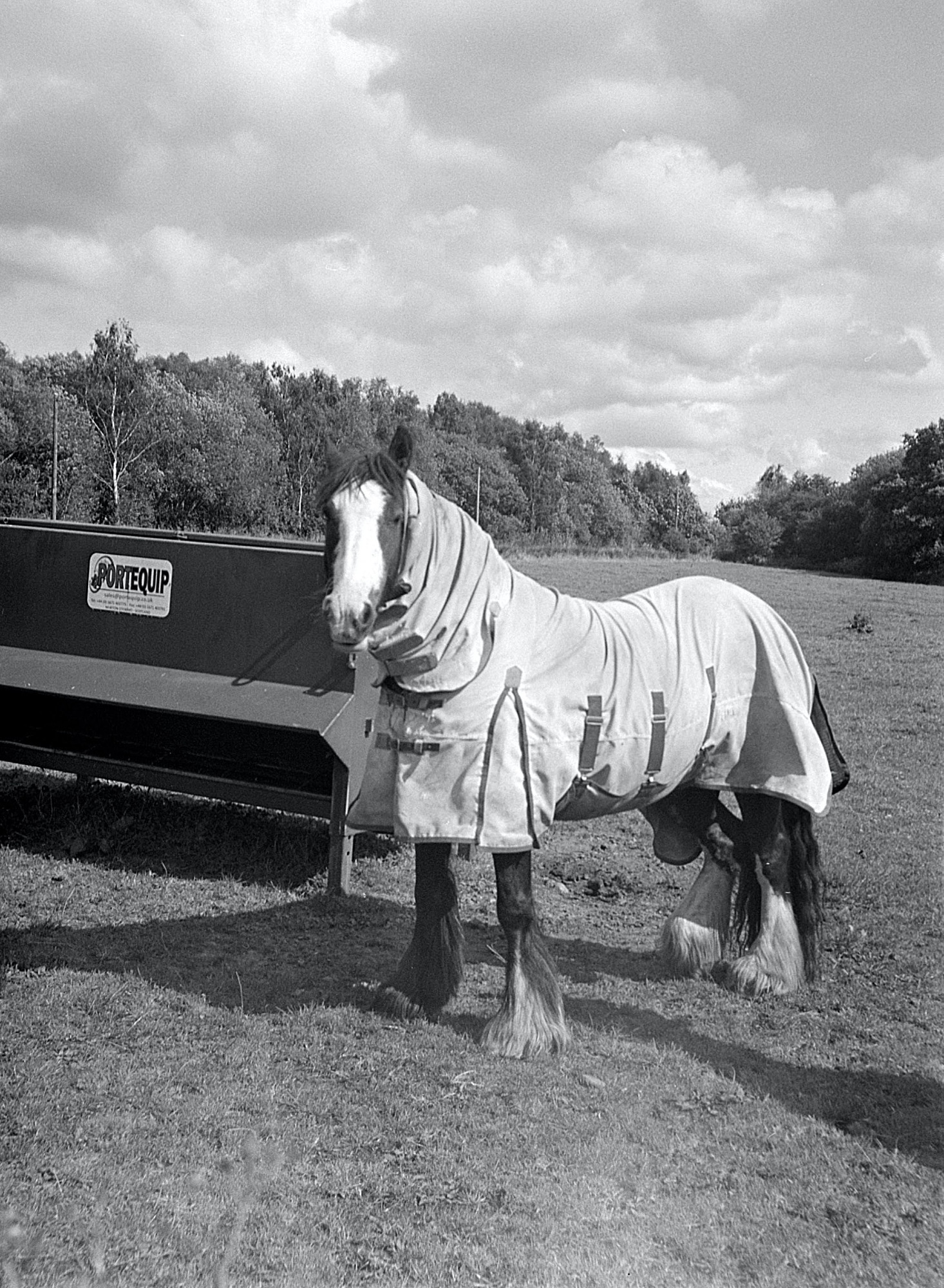 Horse enjoying the afternoon sunshine