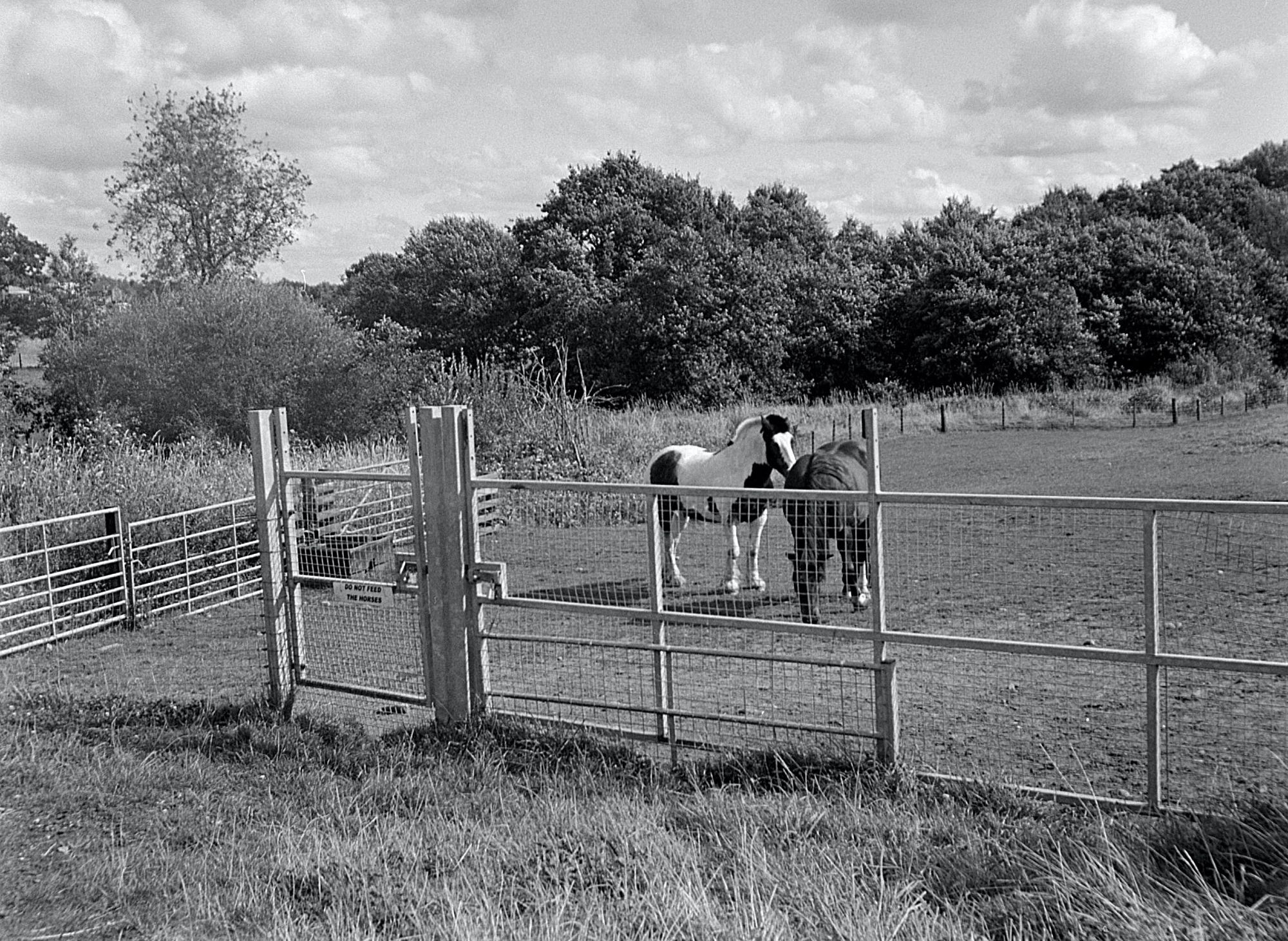 Horses in the lower field