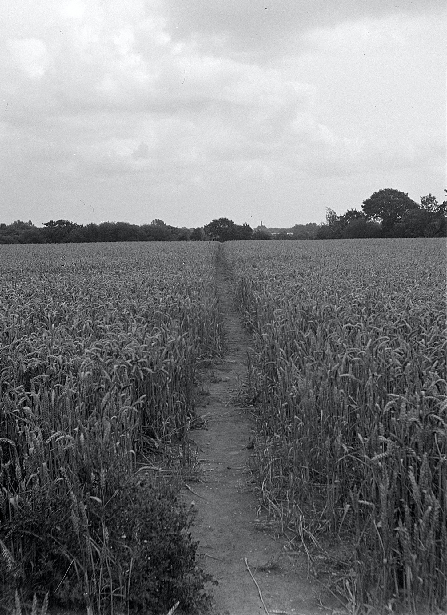 Path through the wheat field