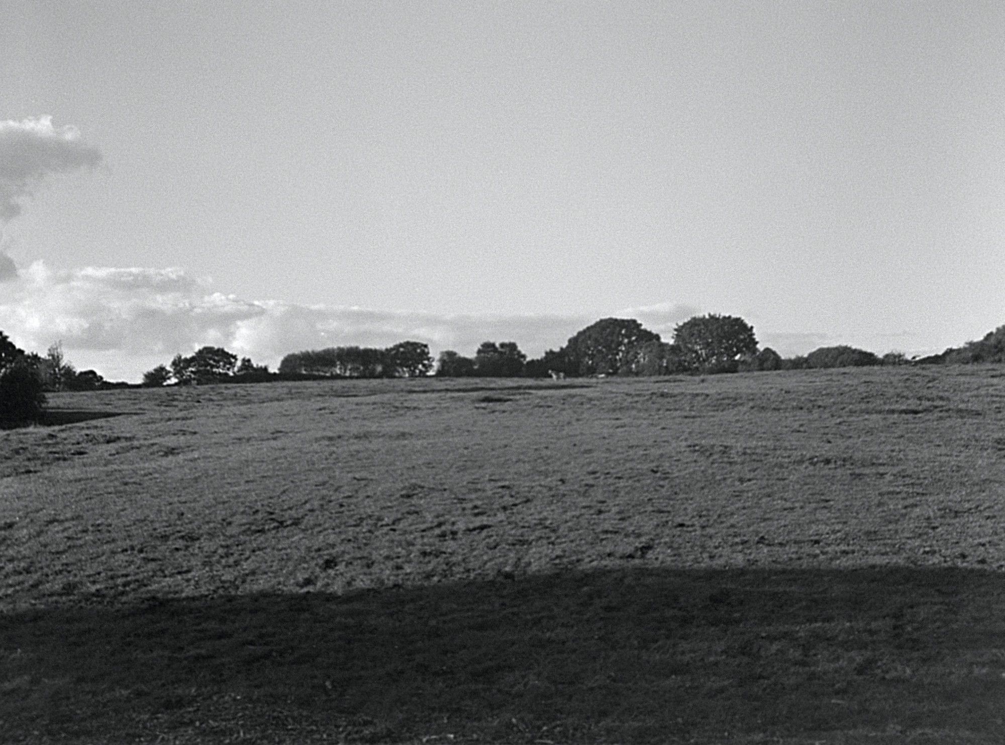 Trees on the Horizon