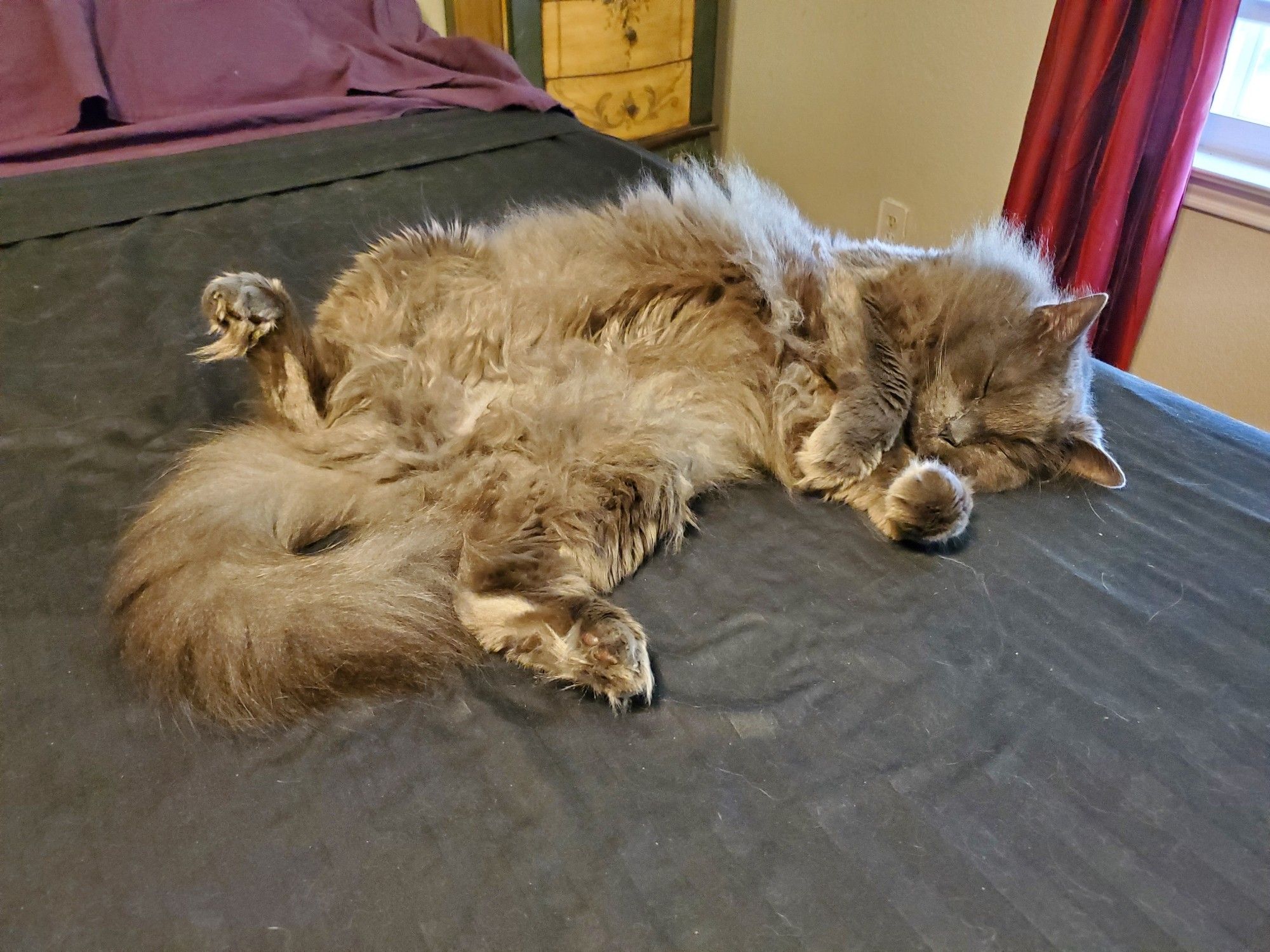 Large floofy grey cat laying seductively belly up. The belly is not a trap.