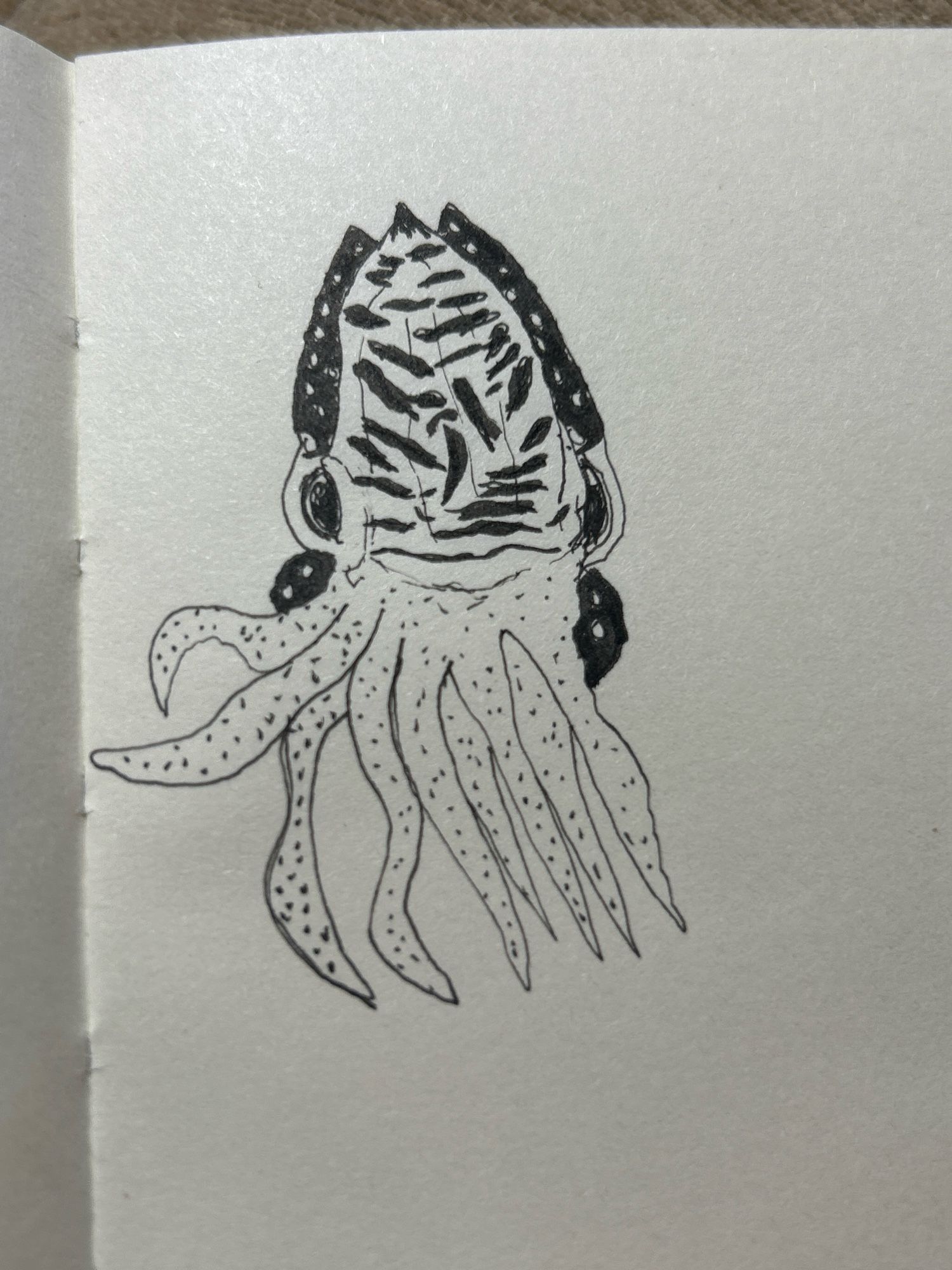 an ink drawing of a cuttlefish