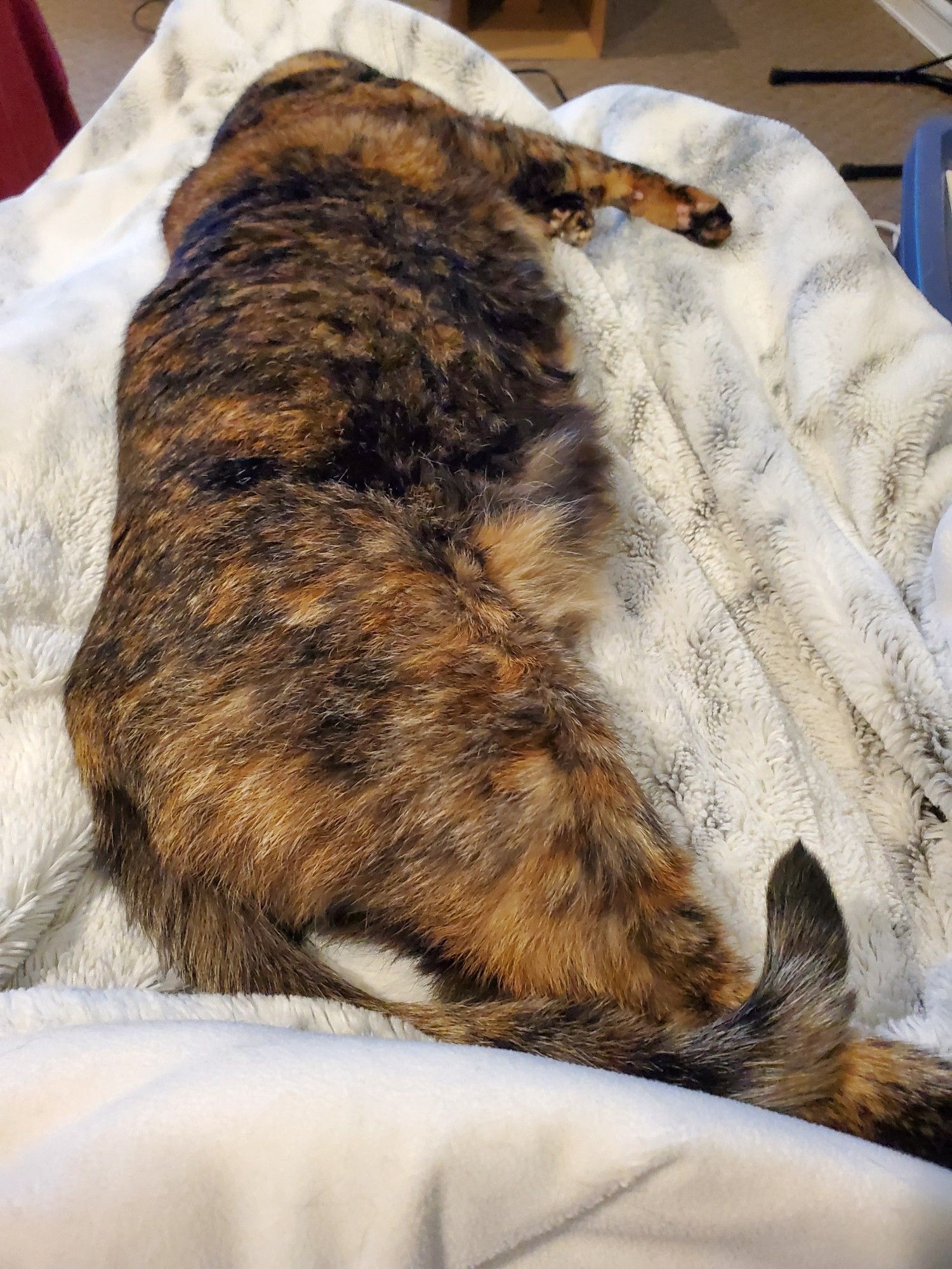 A super long tortie cat on a lap, she's sleeping but stretched out!