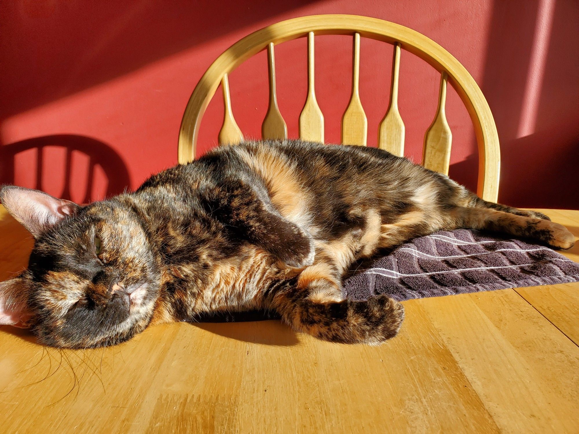 A content tortoiseshell cat named Taffy lies on the dining room table in the sun.  Her eyes are half closed as she soaks up the rays.