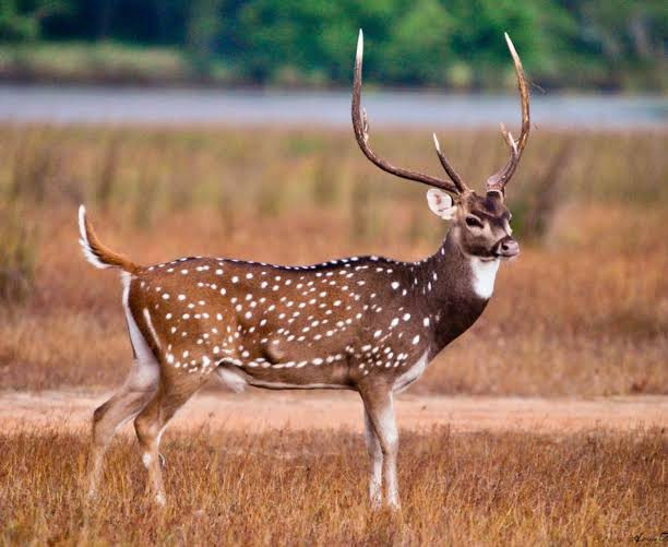 Chital