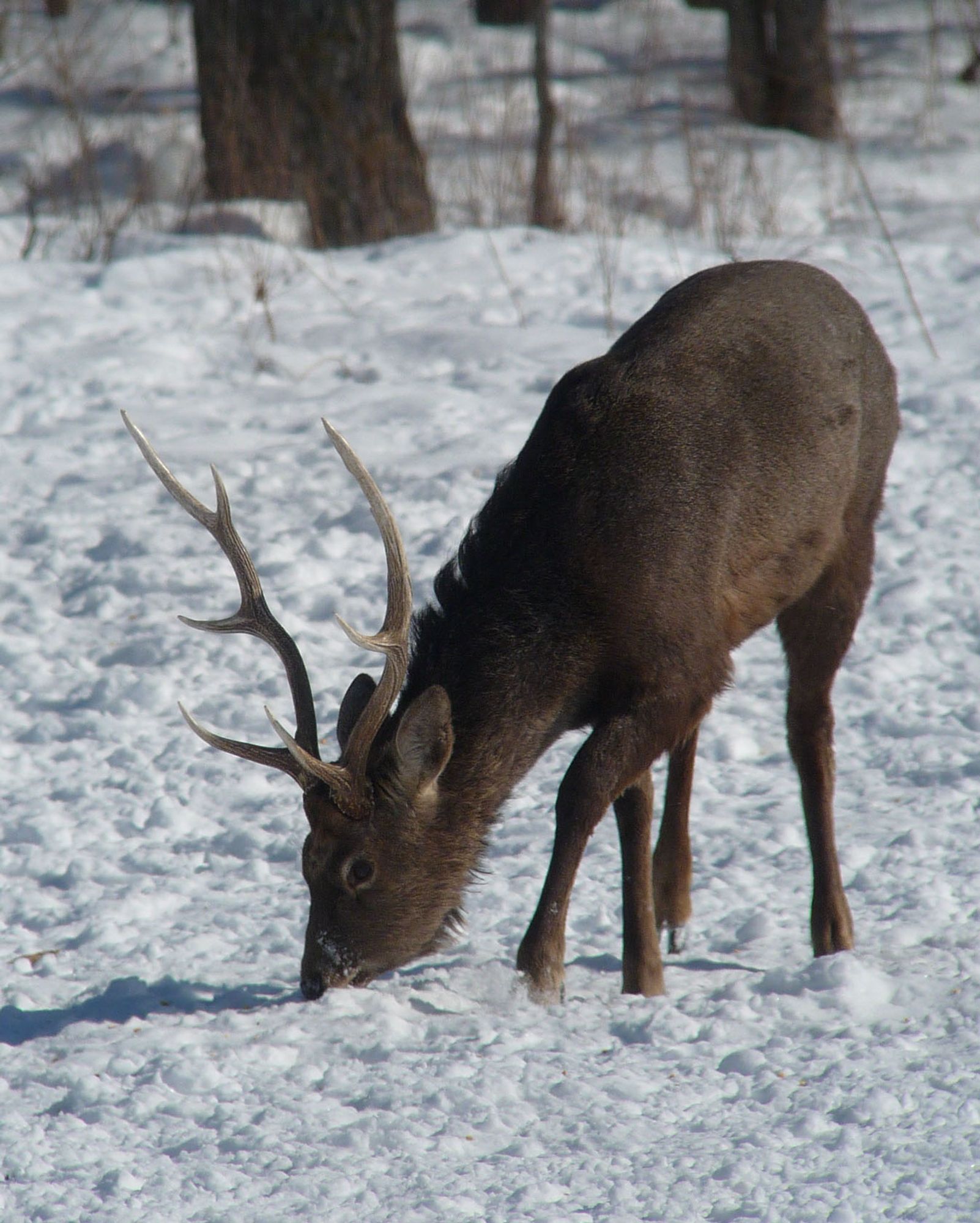 Sika Deer