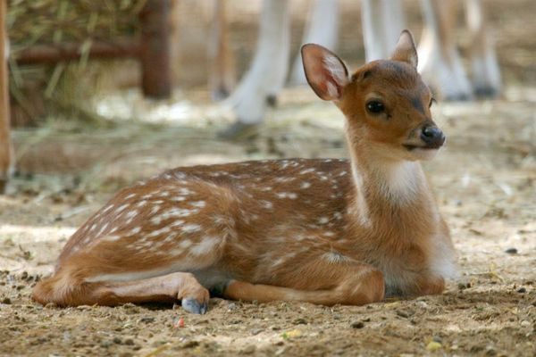 Chital