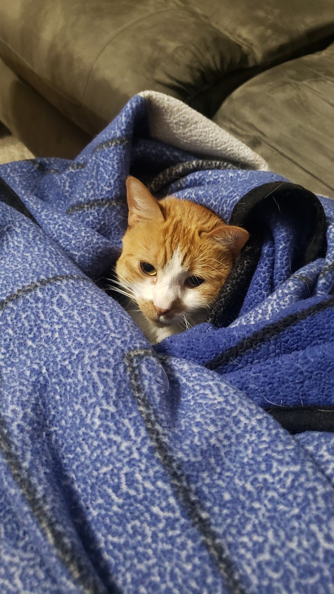 An orange tabby cat with her head peaking out from a blue blanket