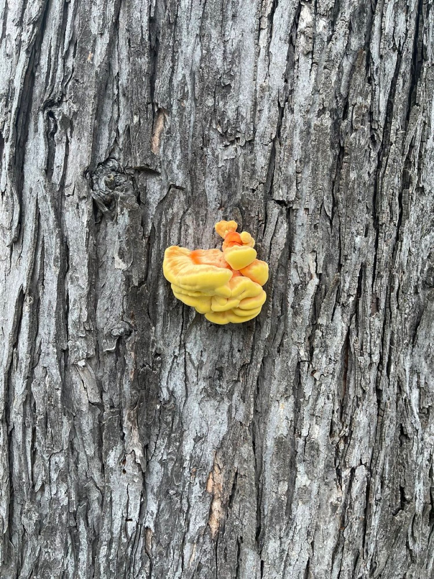 Color close-up of a tree. The bark appears gray and unhealthy. Growing out of this dying tree is a plump and healthy and yellow and orange fungus.