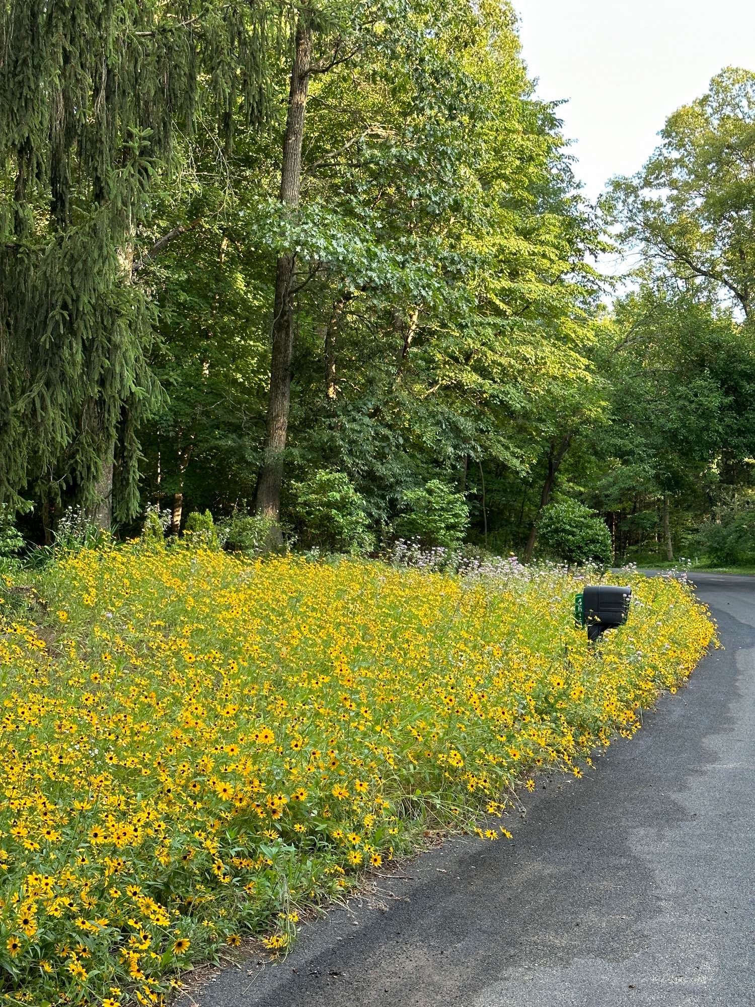 A small prairie filled with black-eyed Susans in front of oak and other trees, by an unmarked road