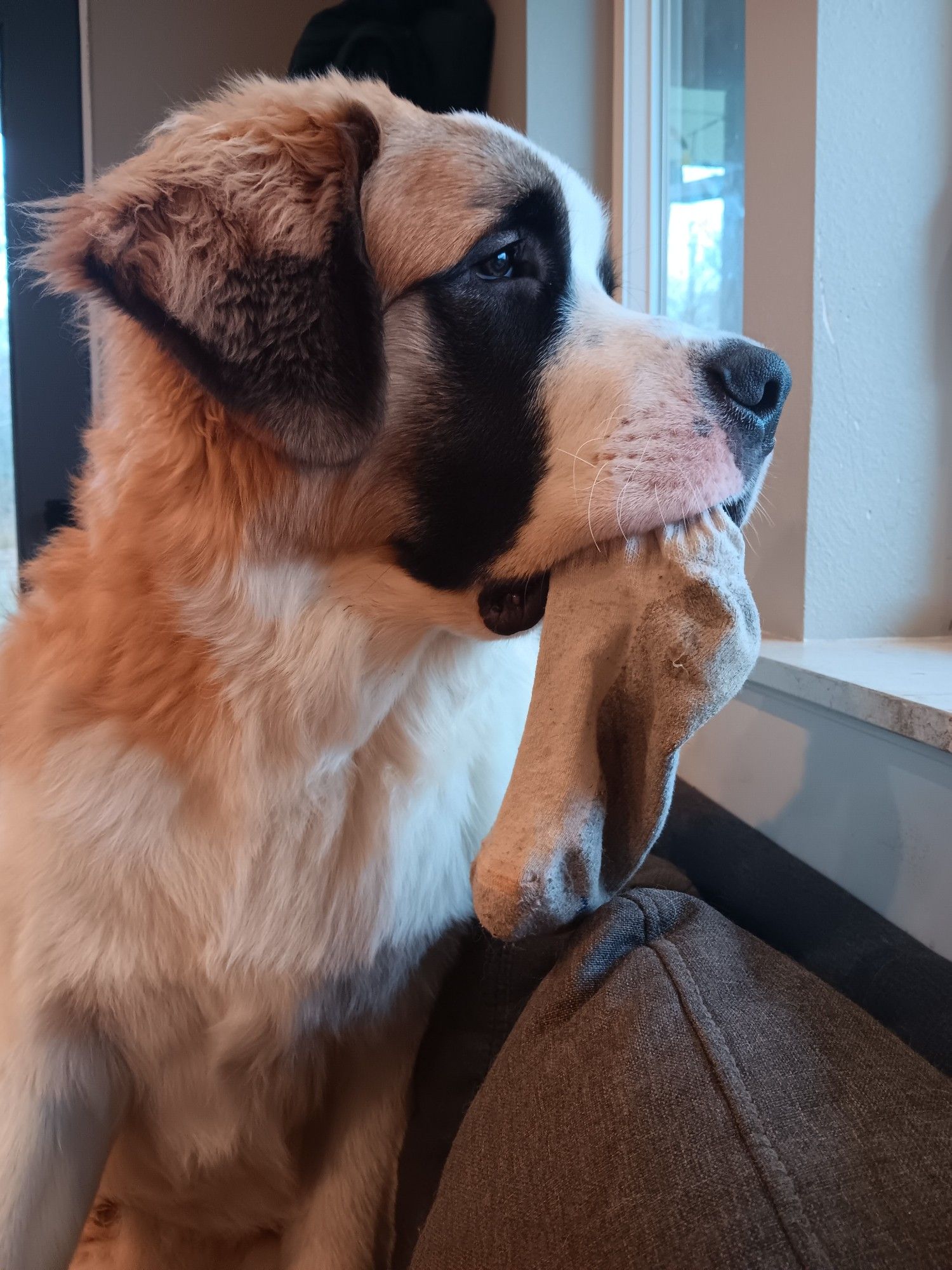 Photo of a saint bernard with a sock in his mouth