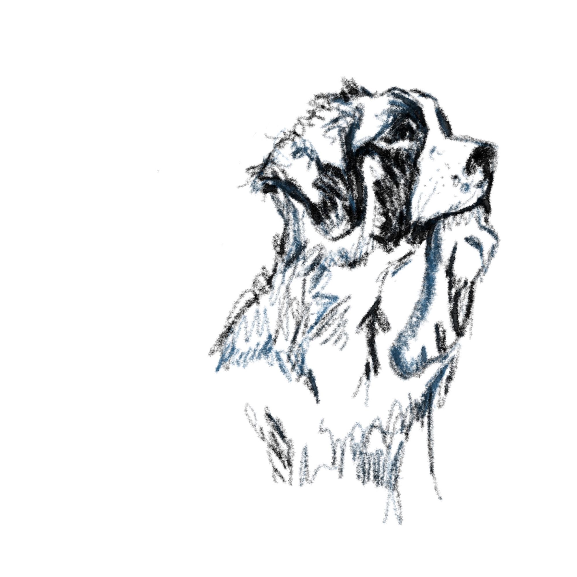 Sketch of a saint bernard with a sock in his mouth