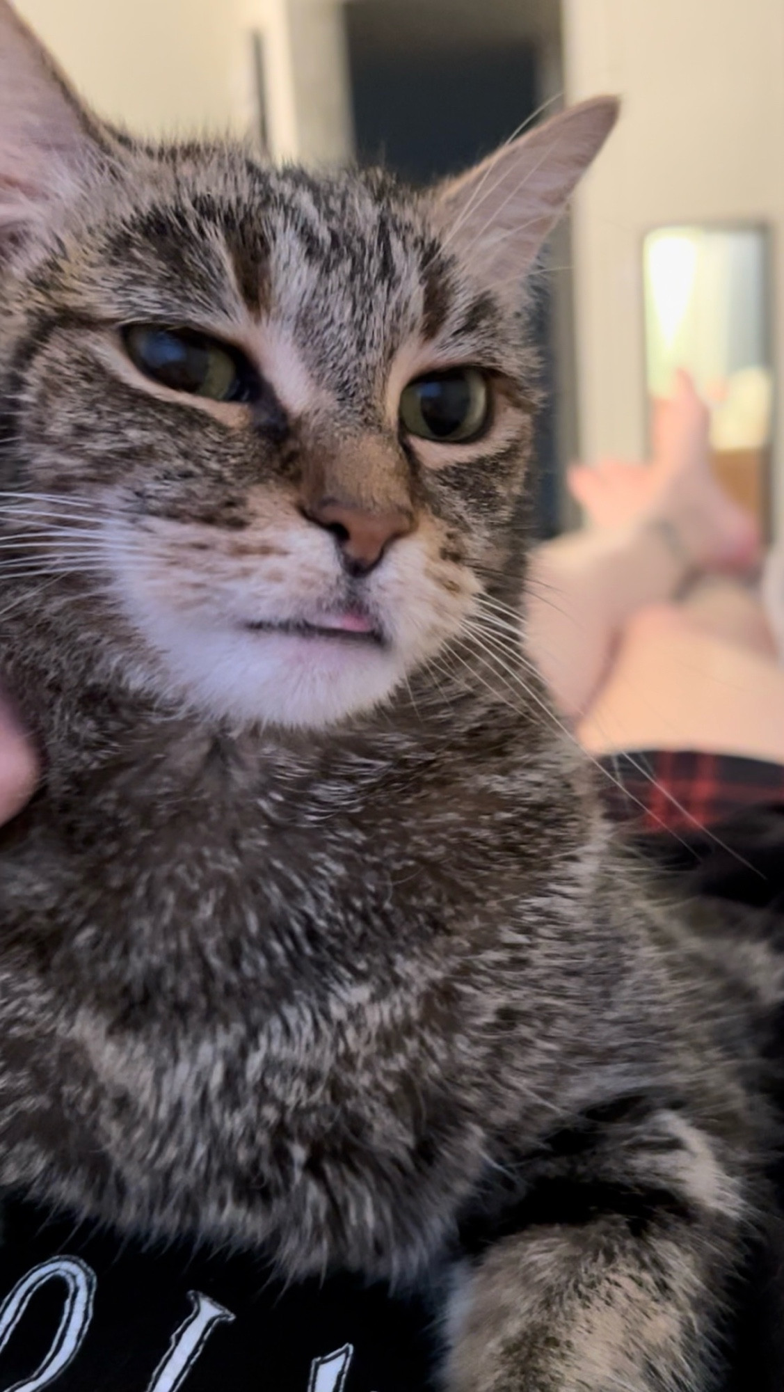 My cat sesame, a brown short haired tabby, laying on my chest with her little baby tongue sticking out 