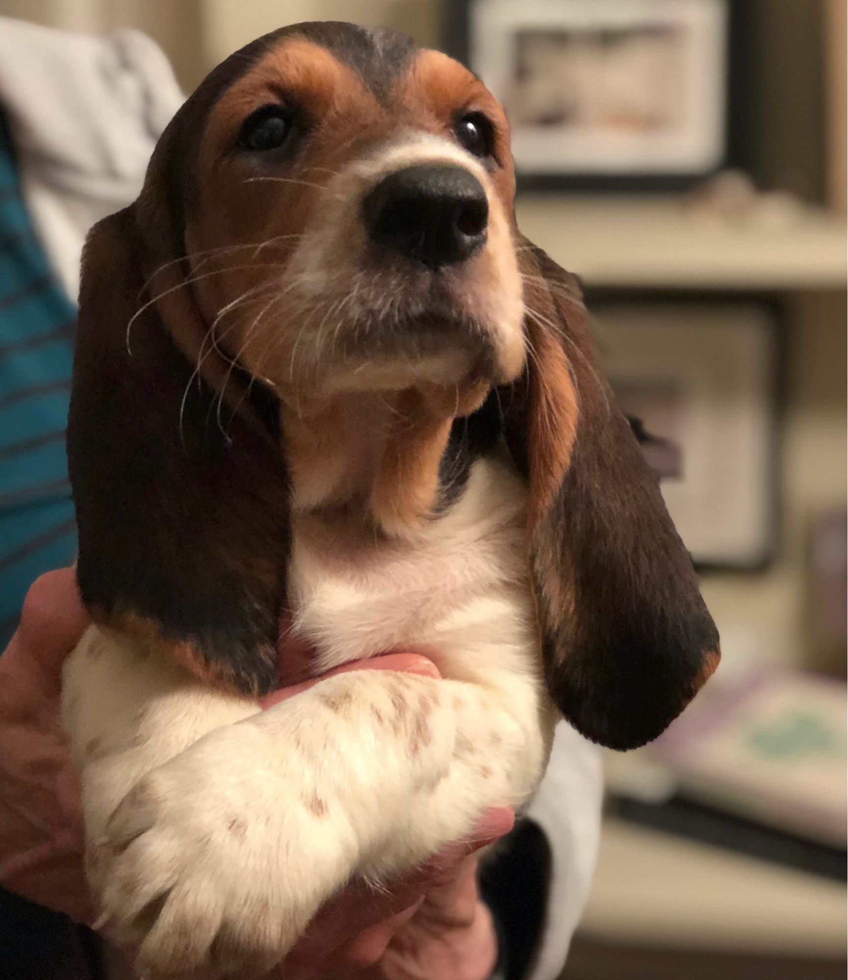 darling baby basset hound