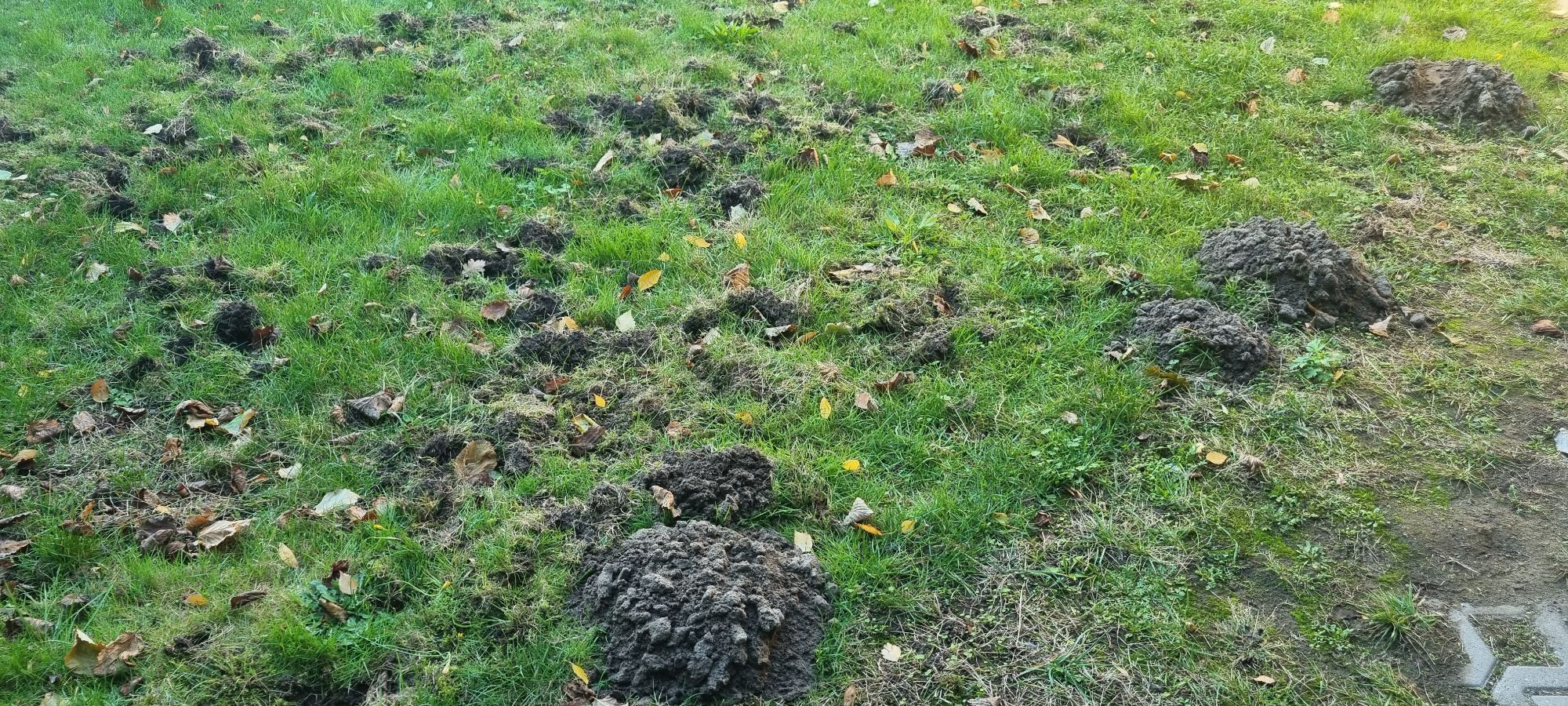 Foto einer Wiese, die durch Maulwurf/Wühlmaus mit Hügeln und durch einen Waschbären auf Nahrungssuche mit Löchern versehen wurde. Beides zahlreich.