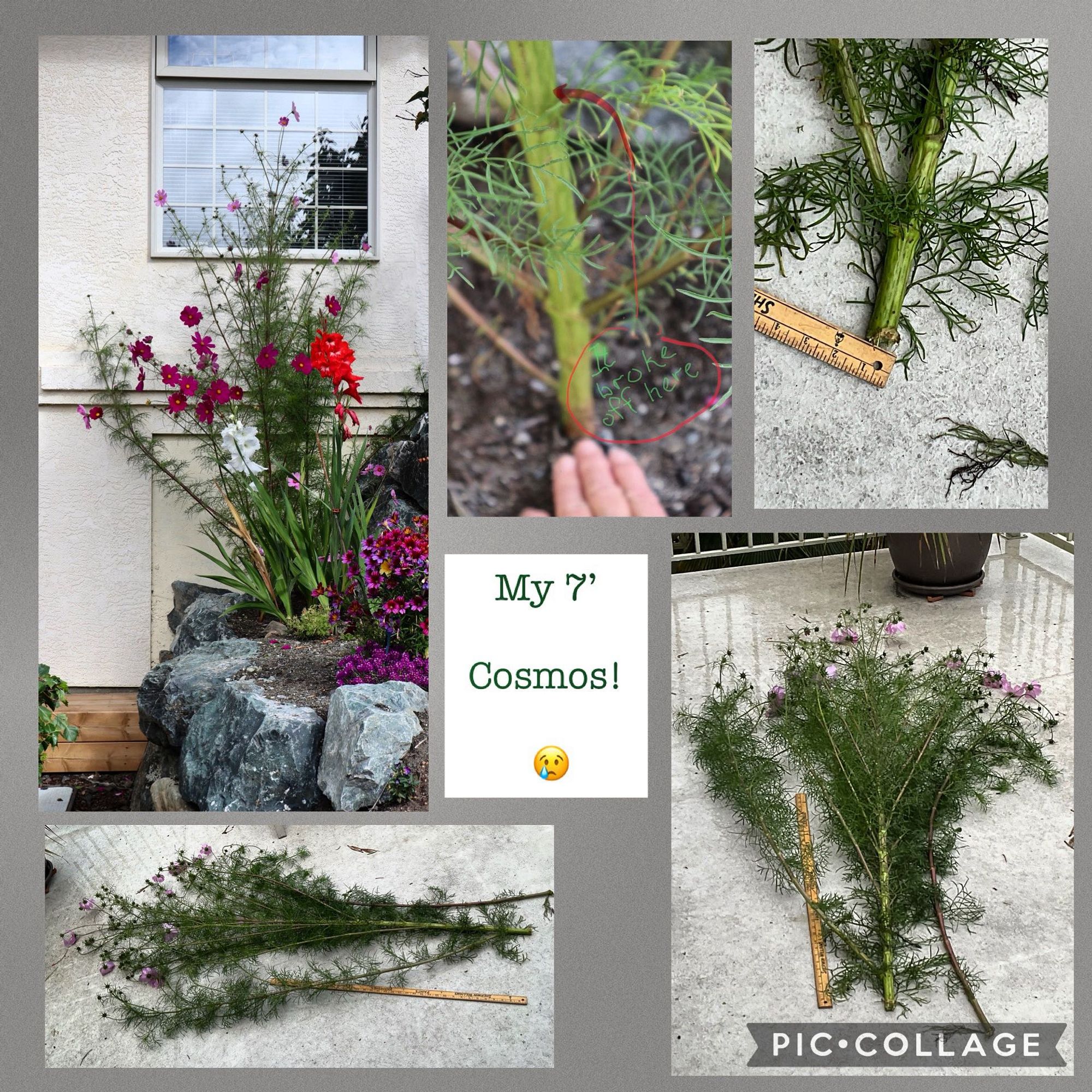 Collage of a cosmos on a stone terrace in front of a house, then shots of 6’ of the main thick trunk and branches of this annual flower lying on the deck