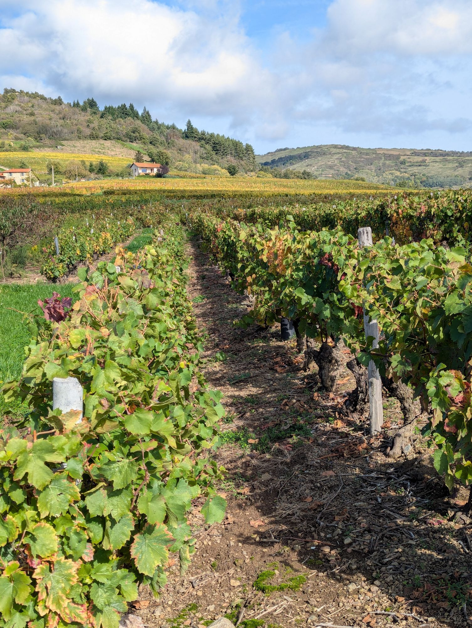 Deux rangs de vignes encore relativement vert avec en fond deux maisons et des collines. Quelques nuages blancs dans un ciel bleu, mais on voit bien que le soleil brille aux ombres sur la photo.