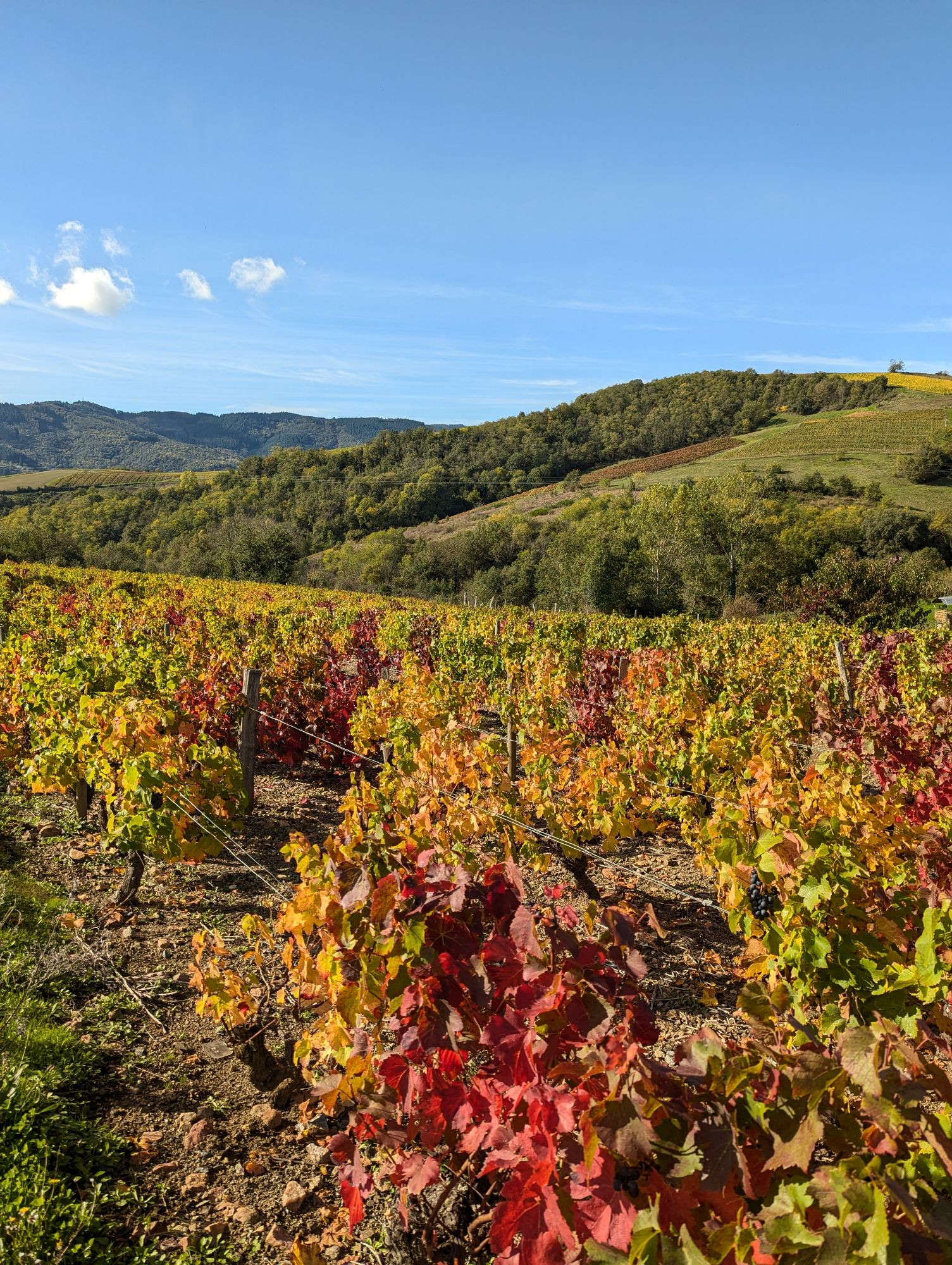 Photo d'une zone vallonnée avec des vignes en premier plan, le feuillage mélangeant les tons verts, jaunes et rouges. Plus loin sur la colline en face on aperçoit une petite forêt encore bien  verte et d'autres zones cultivées par l'homme.
On aperçoit aussi un ciel bleu avec de très rares petits nuages blancs.