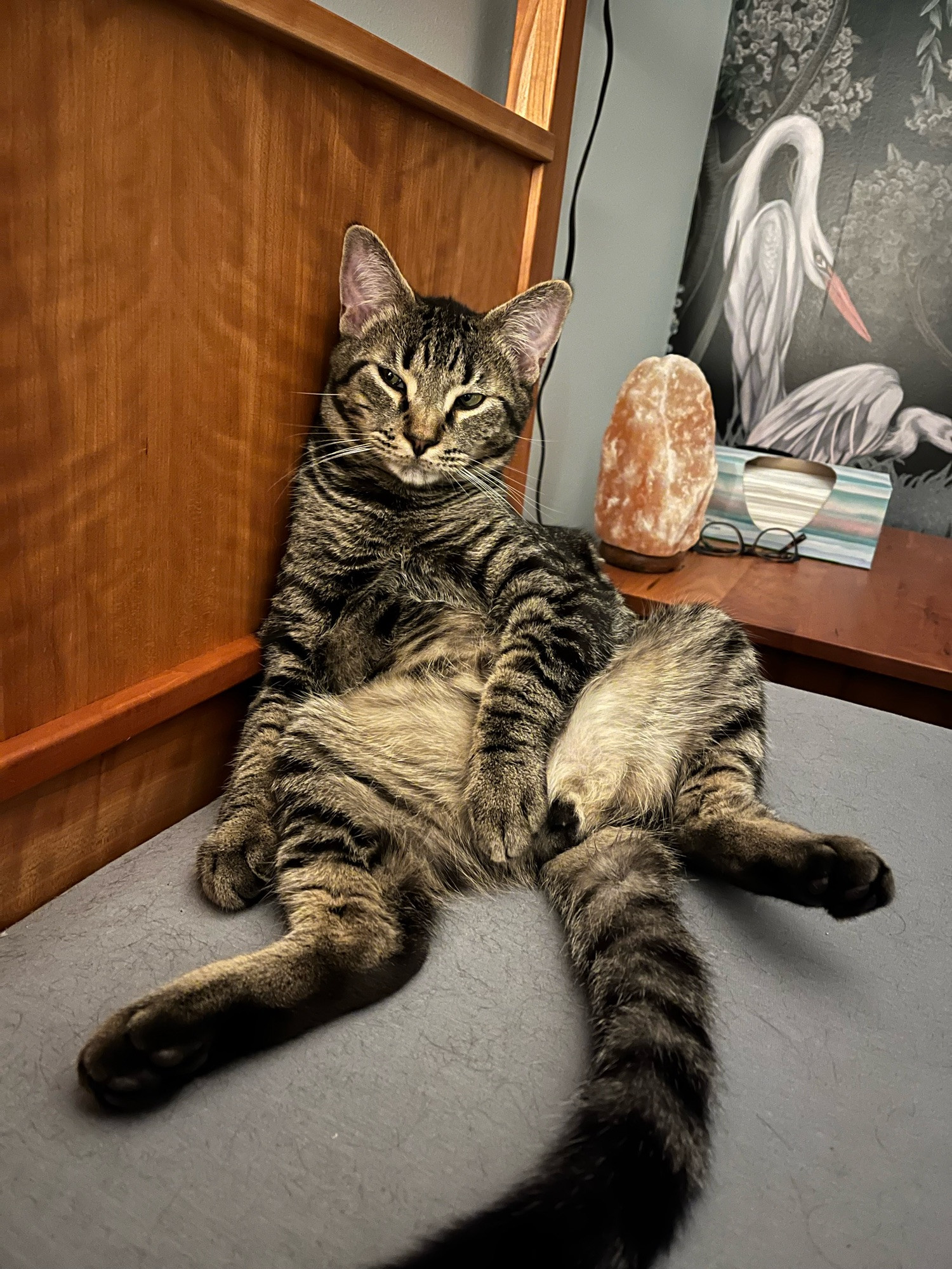 Striped tabby cat sitting like a dudebro