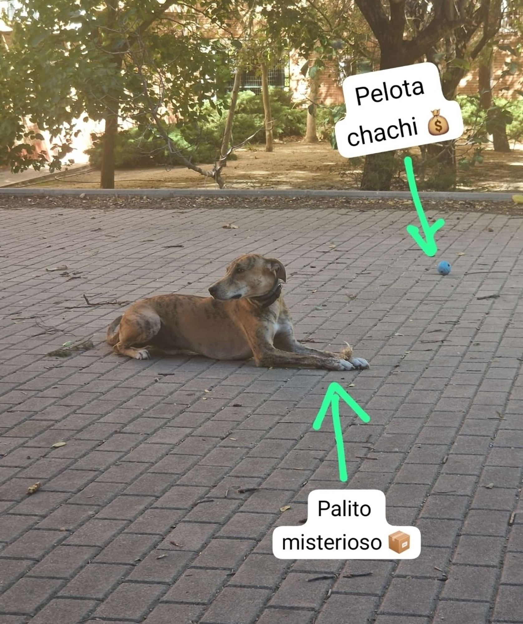 Perro atigrado mostrando su "perfil bueno" decidiendo mordisquear un palo de la calle frente a una pelota de goma azul de incalculable valor.