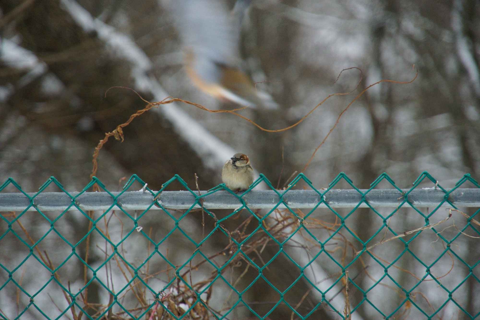 A puffed up sparrow takes a rest on the fence. The blurry background shows a snowy woods. A dead vine is reaching up over the sparrow.