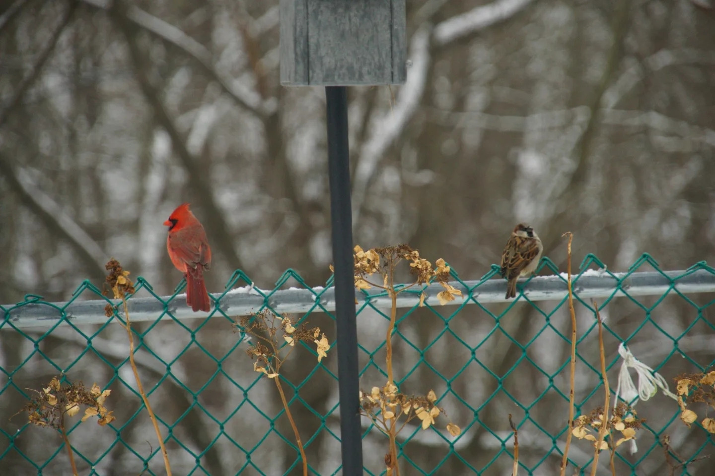 A cardinal and a sparrow (both male) sit on a fence facing the woods but turning their heads toward the photographer. There is snow in the woods and a dead vine creeping along the fence. A post and the bottom of a bird house divide the image in two.