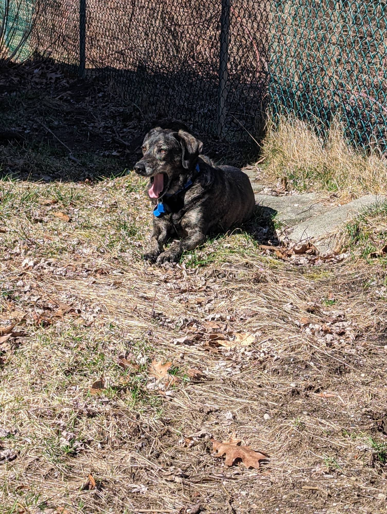 GH laying in the sun yawning