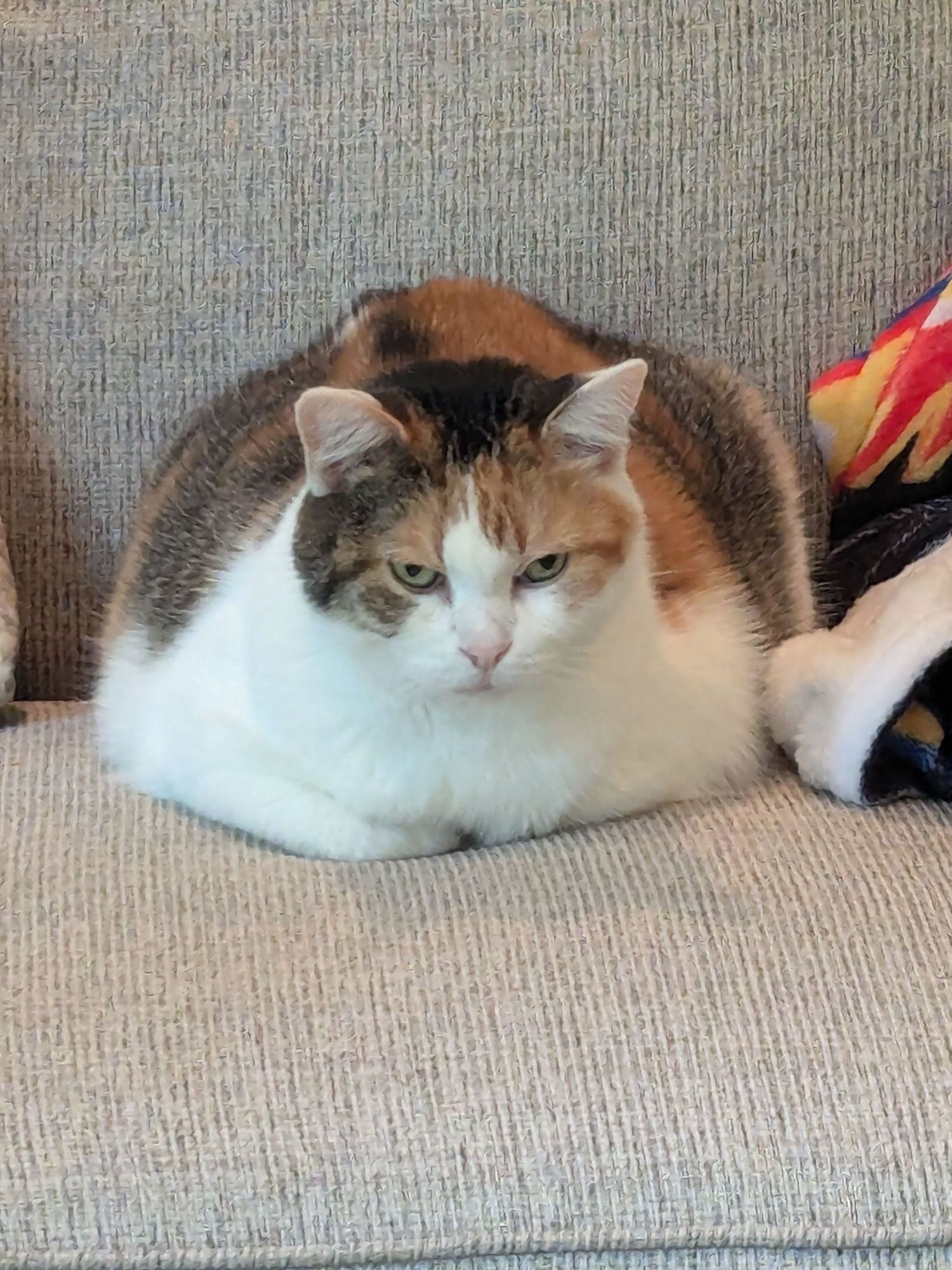 A calico cat who looks enormously wide