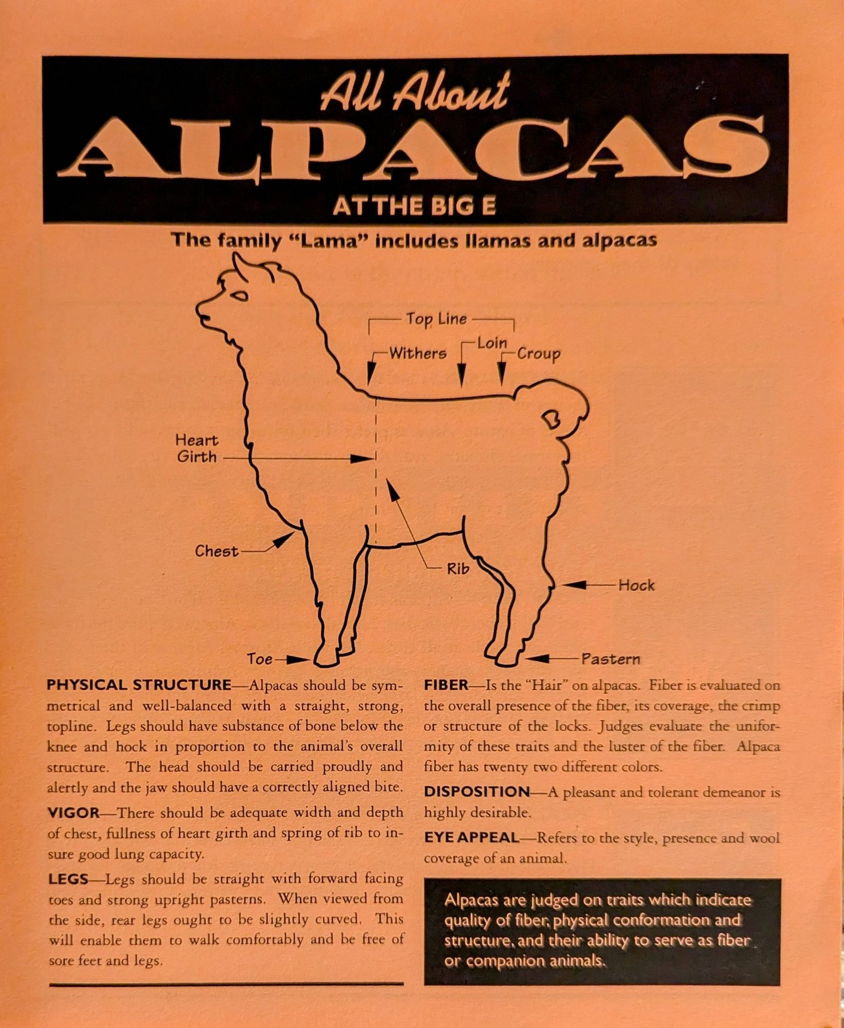 Diagram of an alpaca