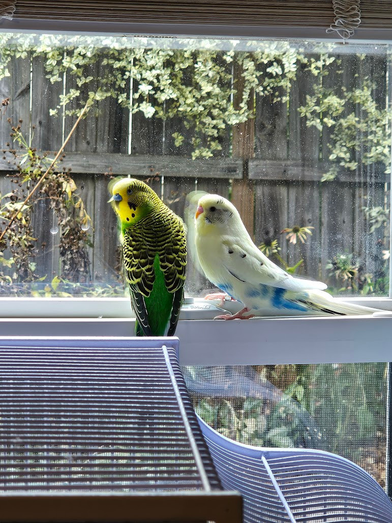 Photo of two parakeets sitting on the windowsill above their cage.