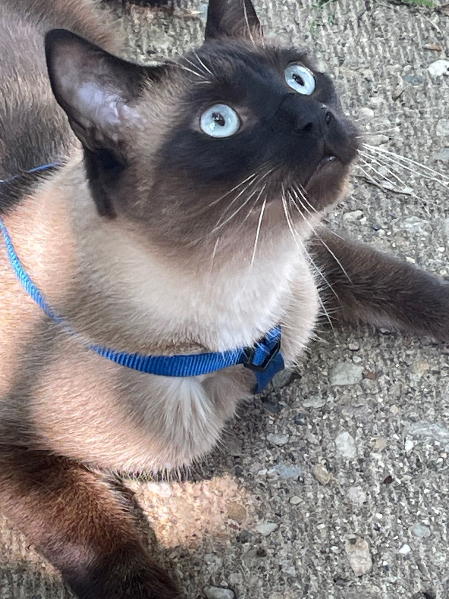 A seal point Siamese cat wearing his blue walking harness.  His vocalization is “MOW WOW”.