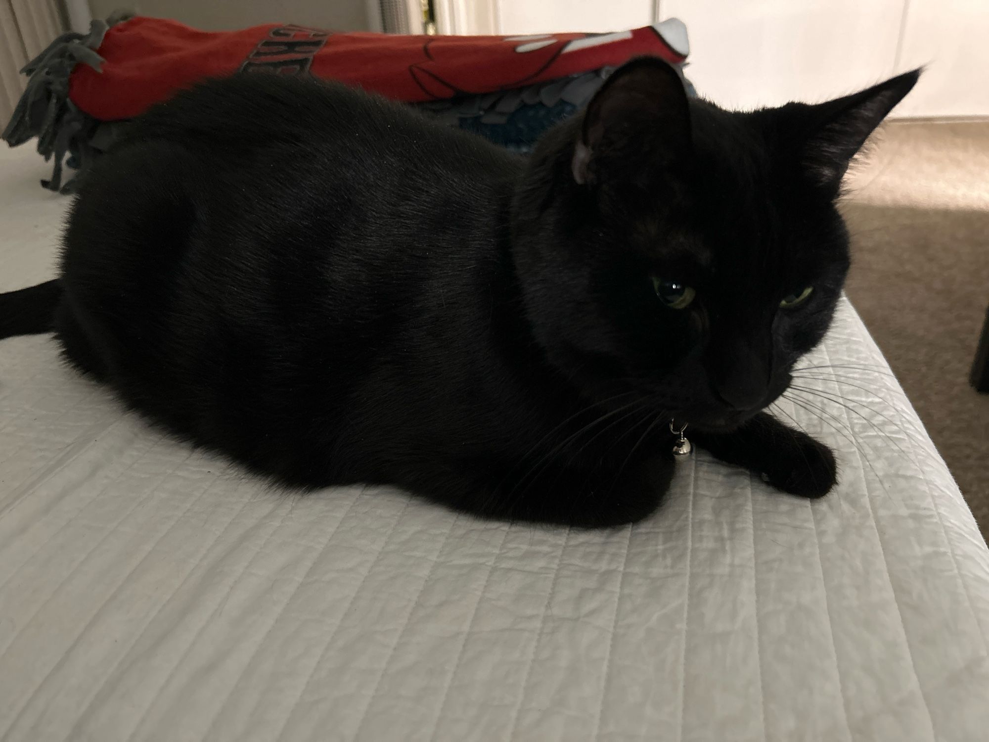 Black cat on a white quilt. His name is Max. There is a red and grey blanket folded behind him. But you can barely see it.