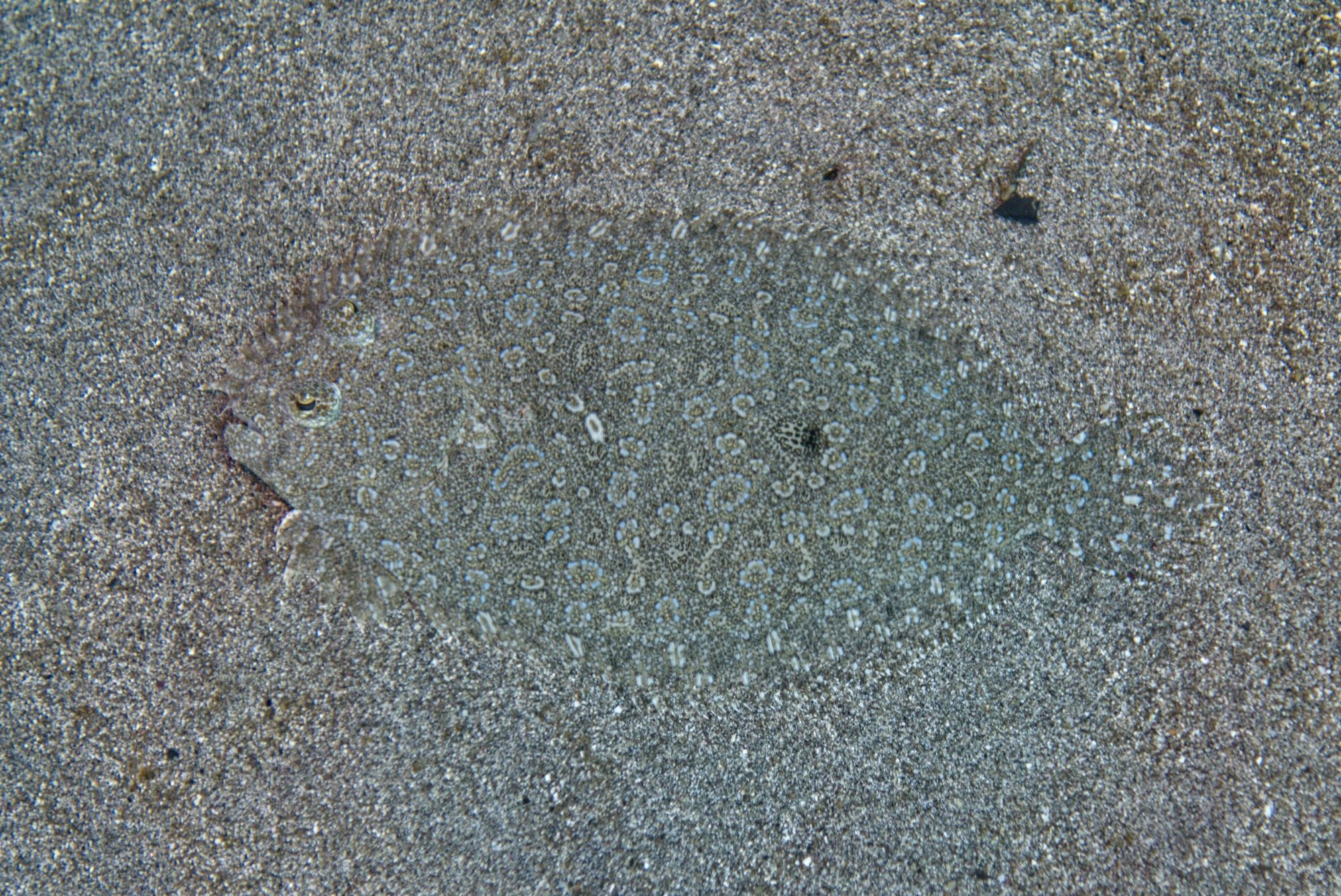 Ein Plattfisch auf Sand. Crystal Bay, Nusa Penida, Indonesien.