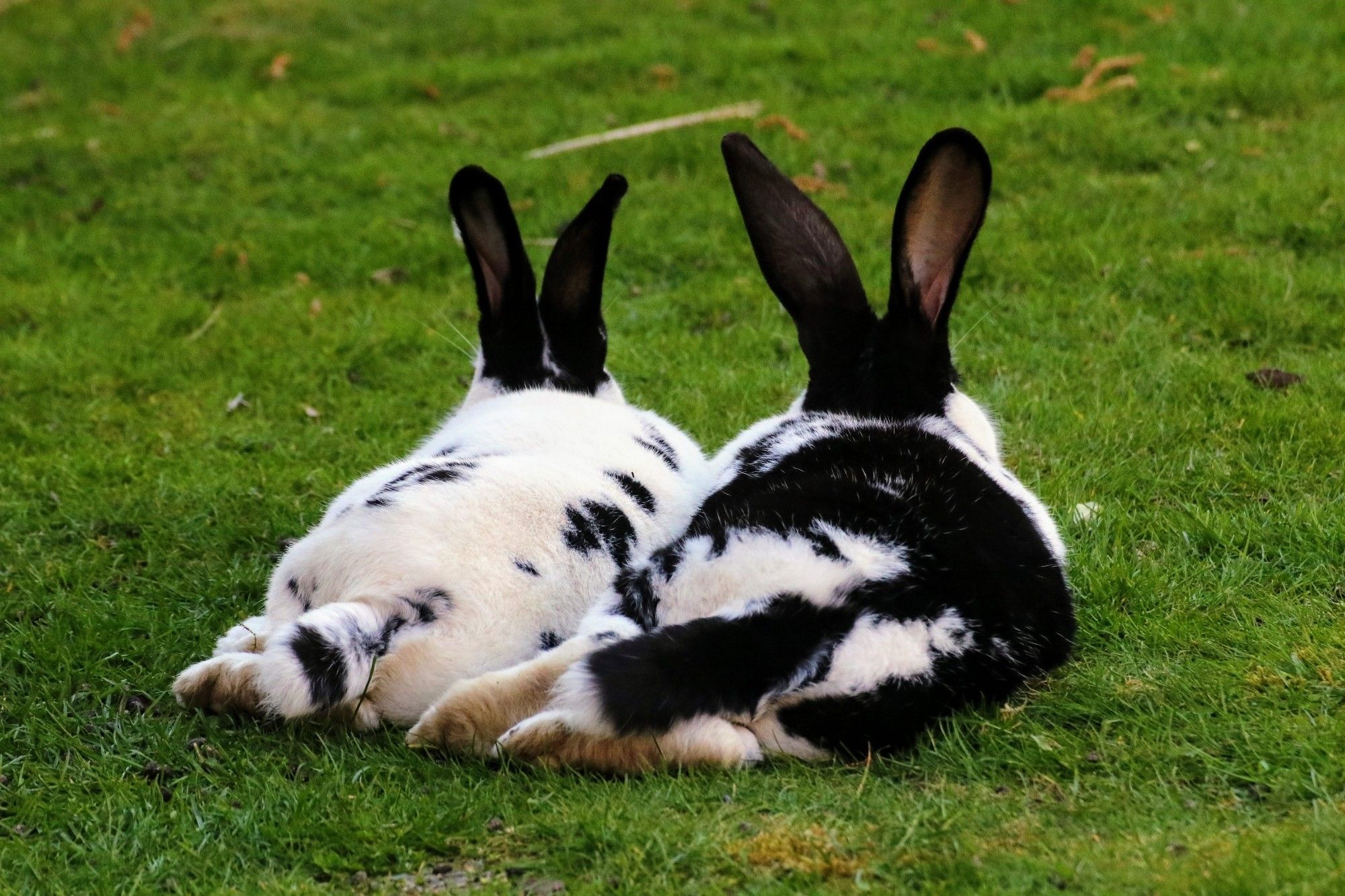 Zwei Scheckenhintern (Luna und Penny)