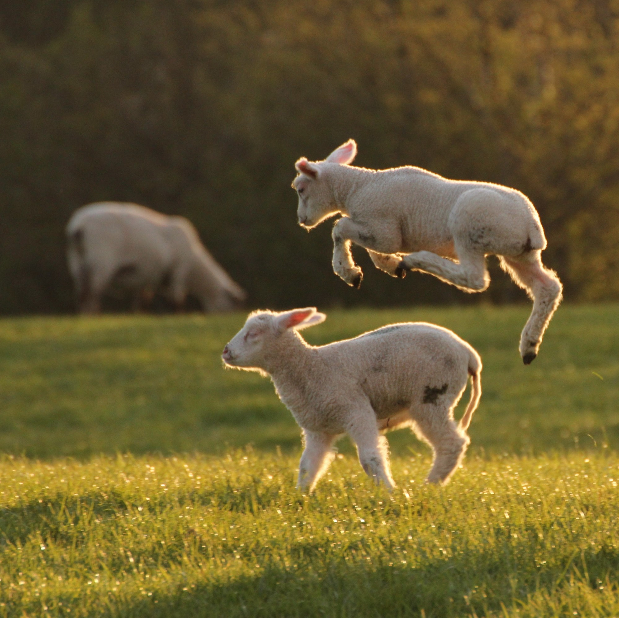 Springende Lämmer im Abendlicht 