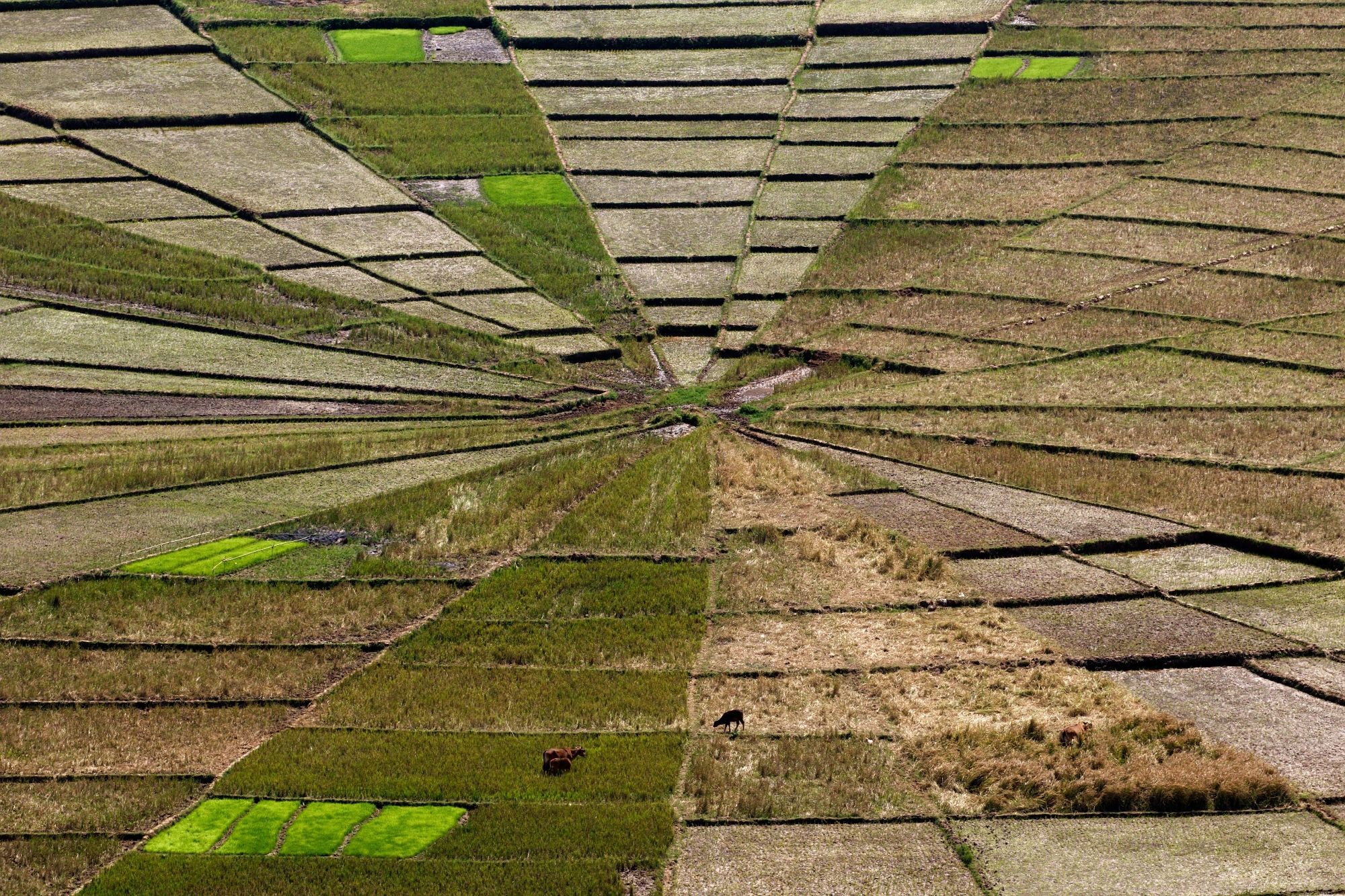 »Spider web rice fields« auf Flores, Indonesien.