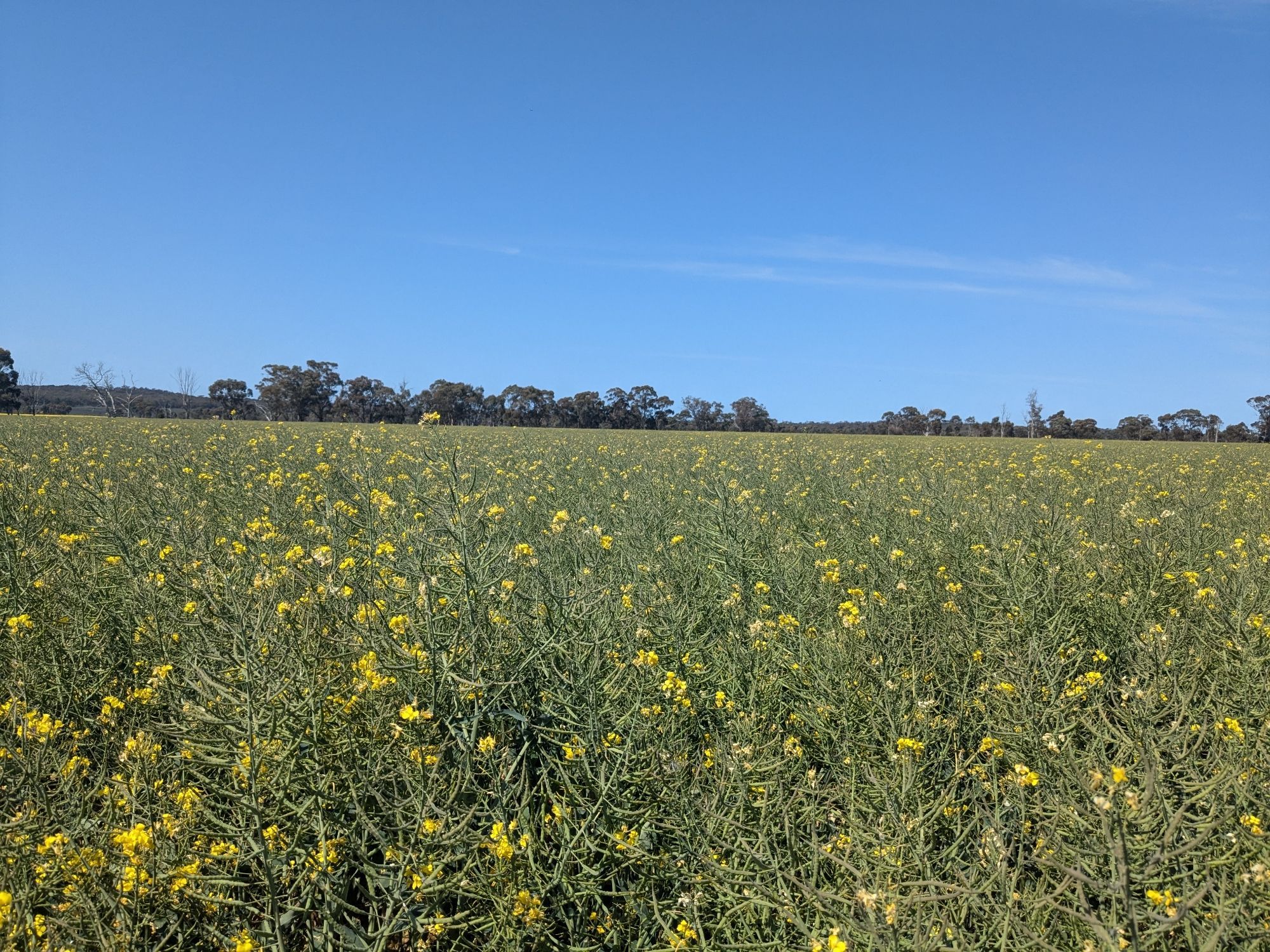 Canola plant field, blue sky above