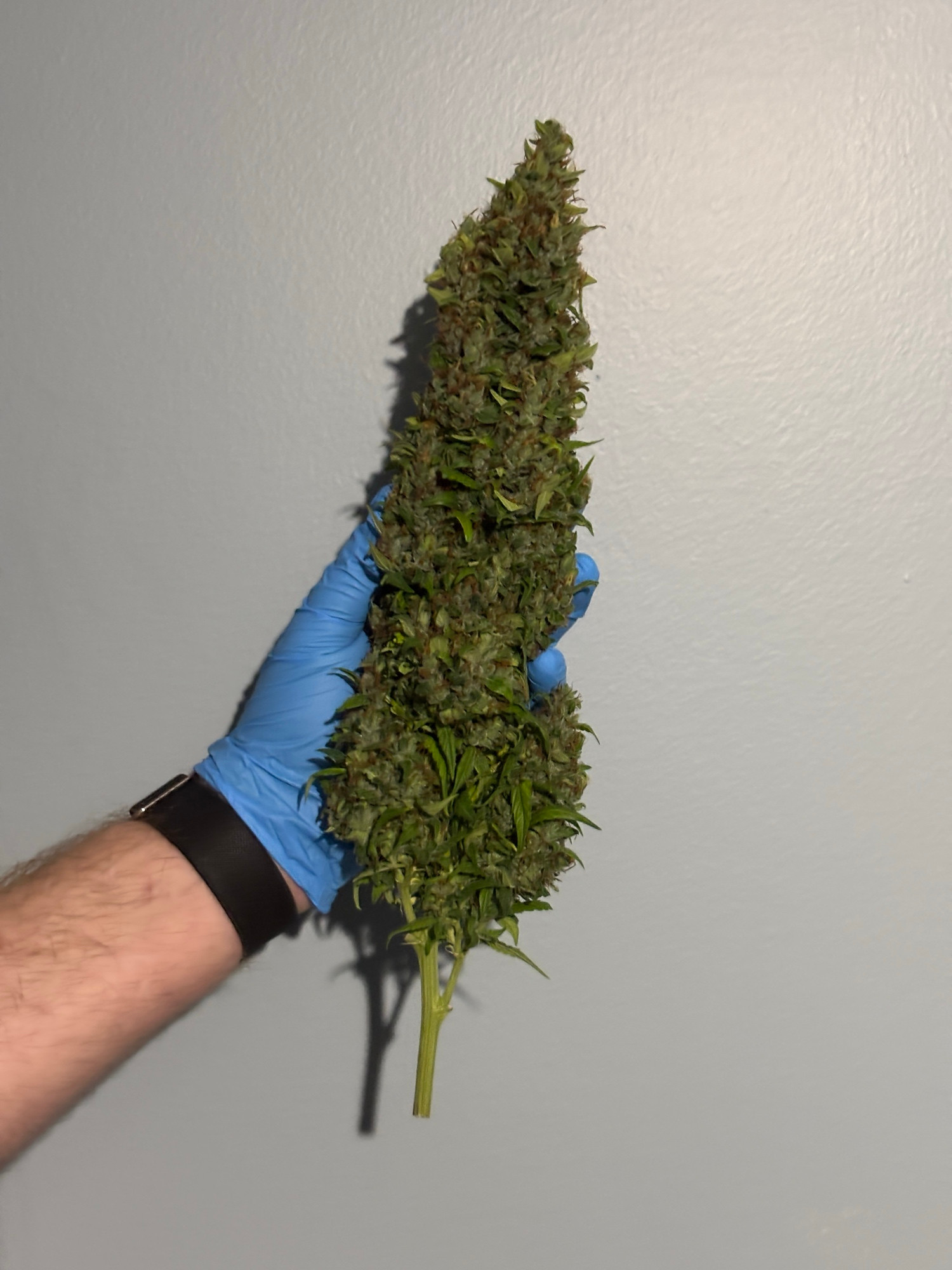 Marijuana bud 