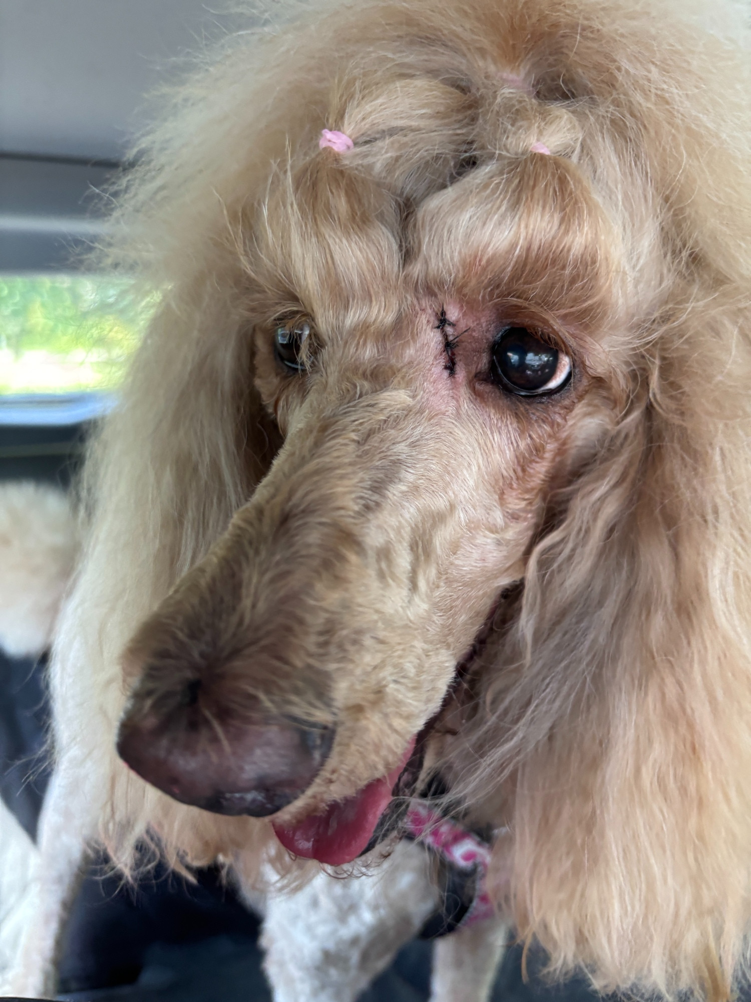 Tilly's face after surgical removal of a little black mole-type bump. They didn't destroy her top knot to remove it (just cut a little bit that's barely noticeable). 
