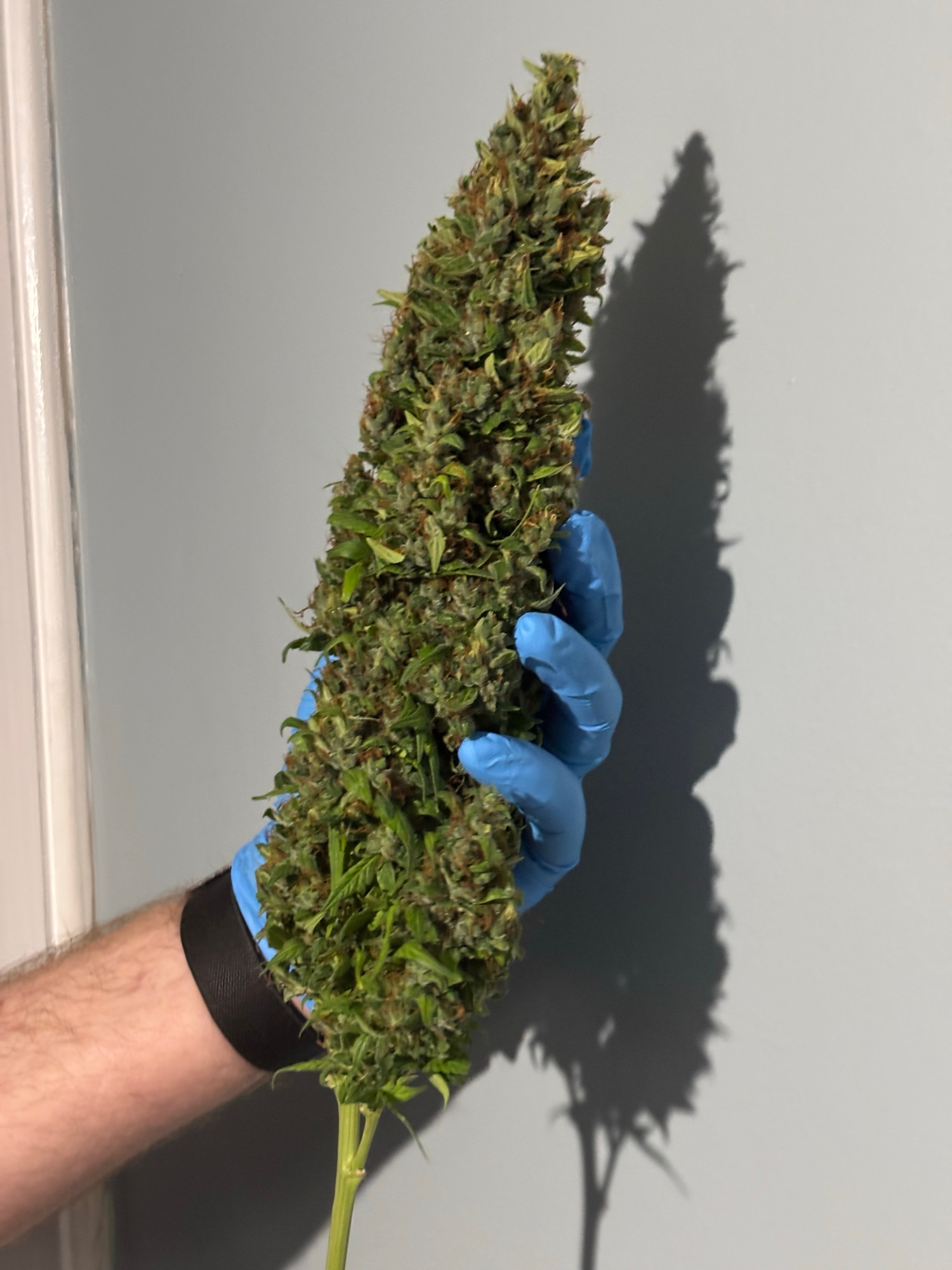 Marijuana bud 