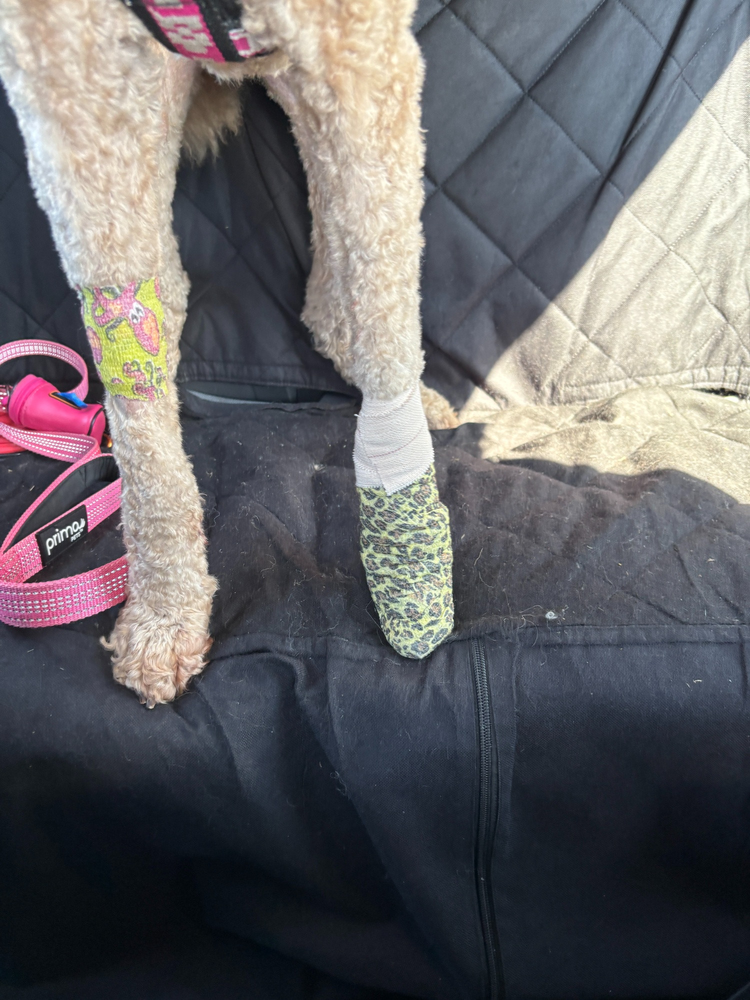 poodle legs - one with a yellow bandage to cover where the IV was, the other foot is wrapped in leopard print bandages to protect where they removed the cyst. 
