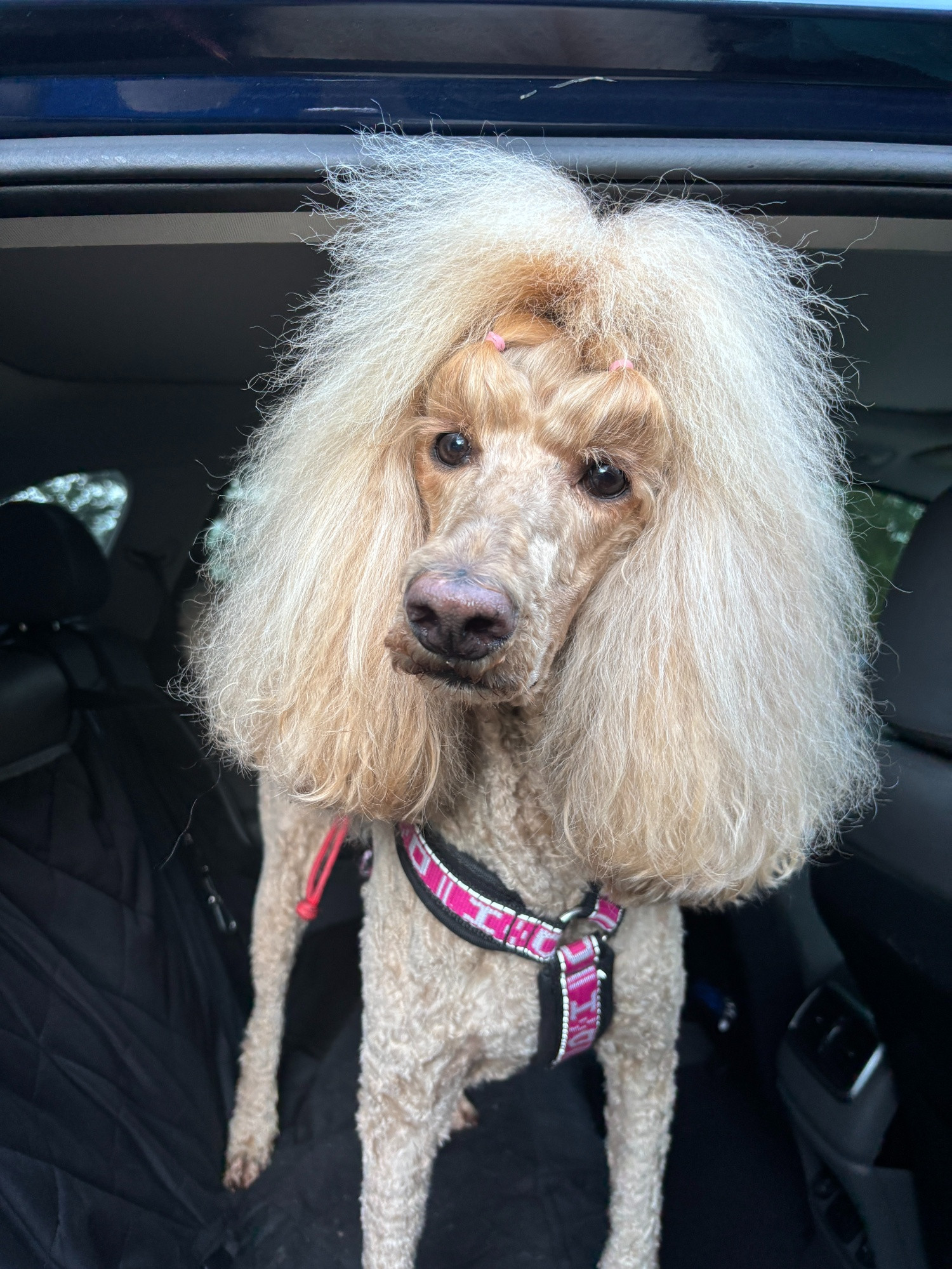 Pre-surgery, off to the vet. An apricot standard poodle. 
