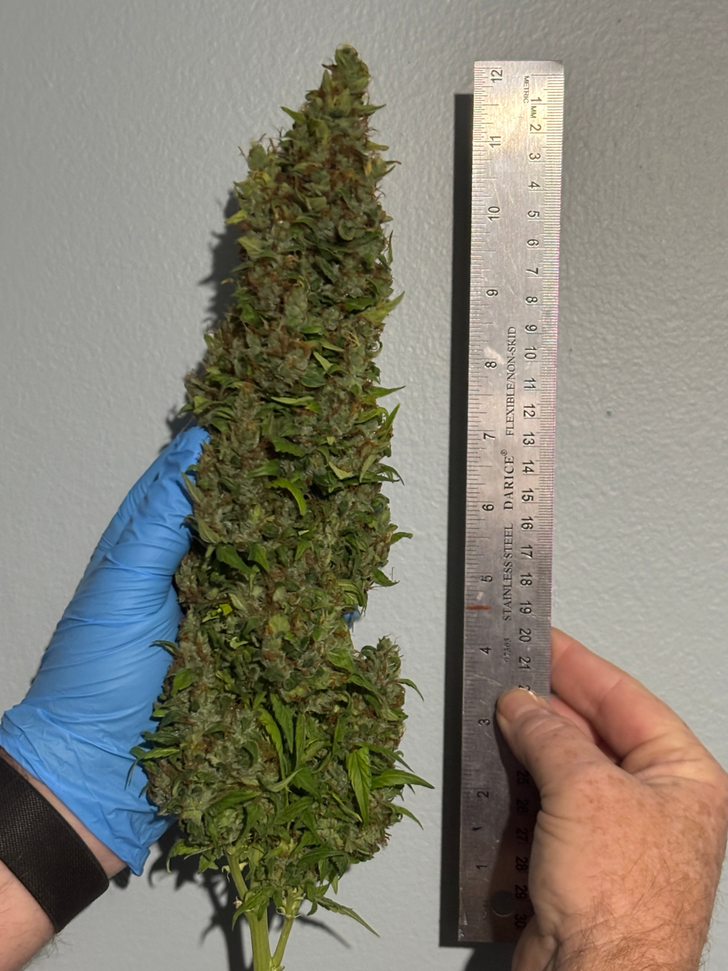 Over 12 inch marijuana bud 