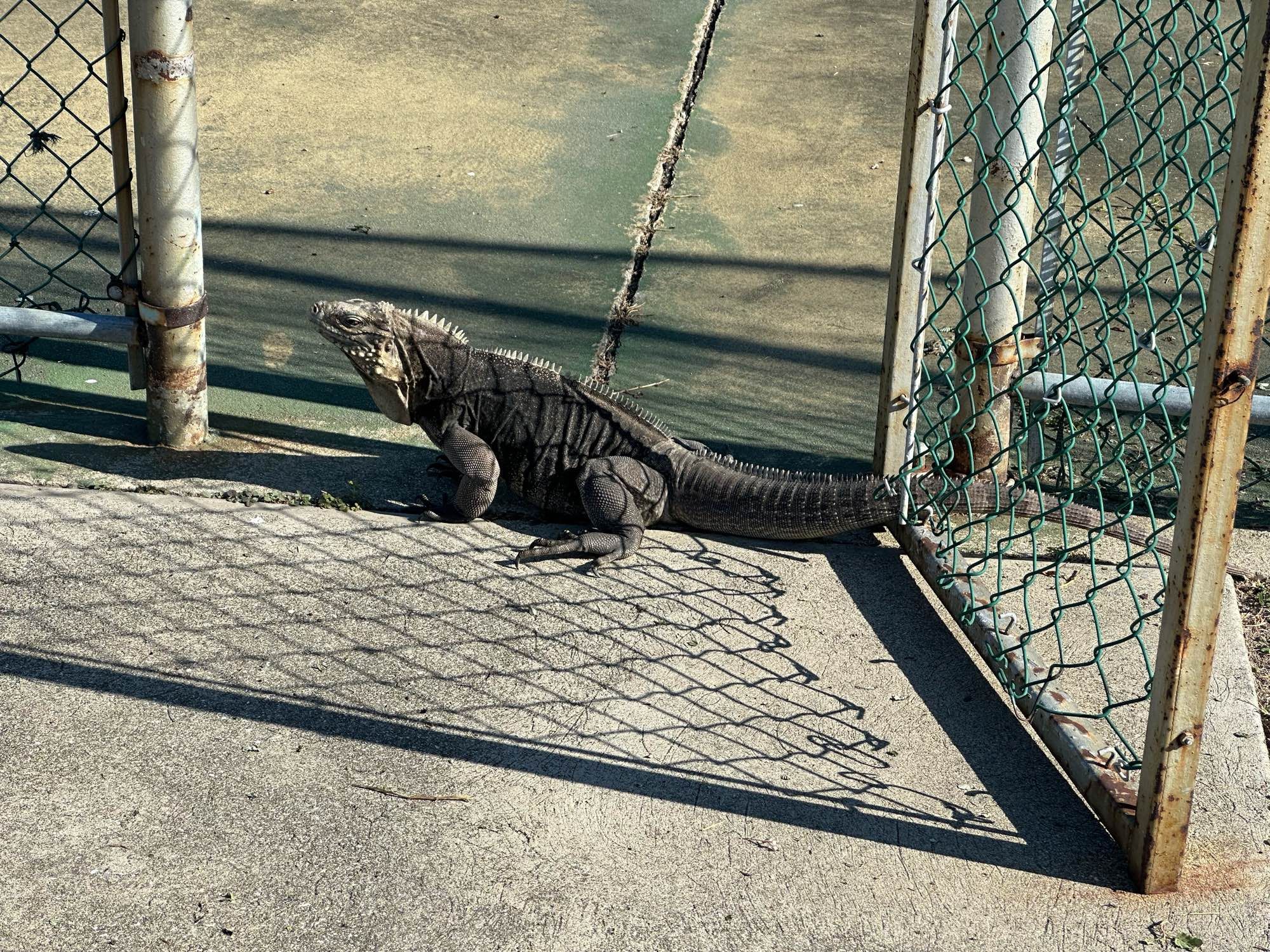 An iguana sitting next to a chain link fence.