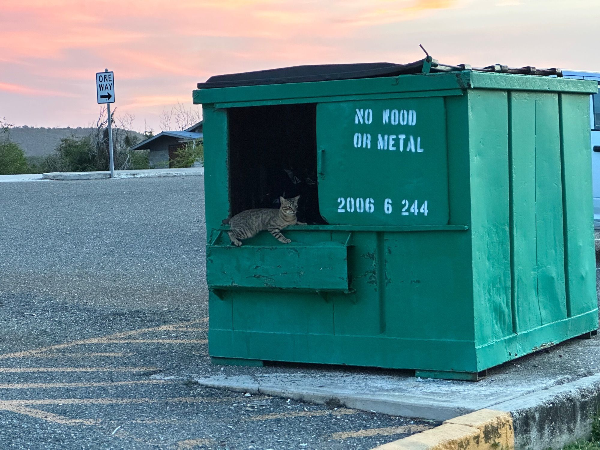 Cat hanging out on a dumpster. 