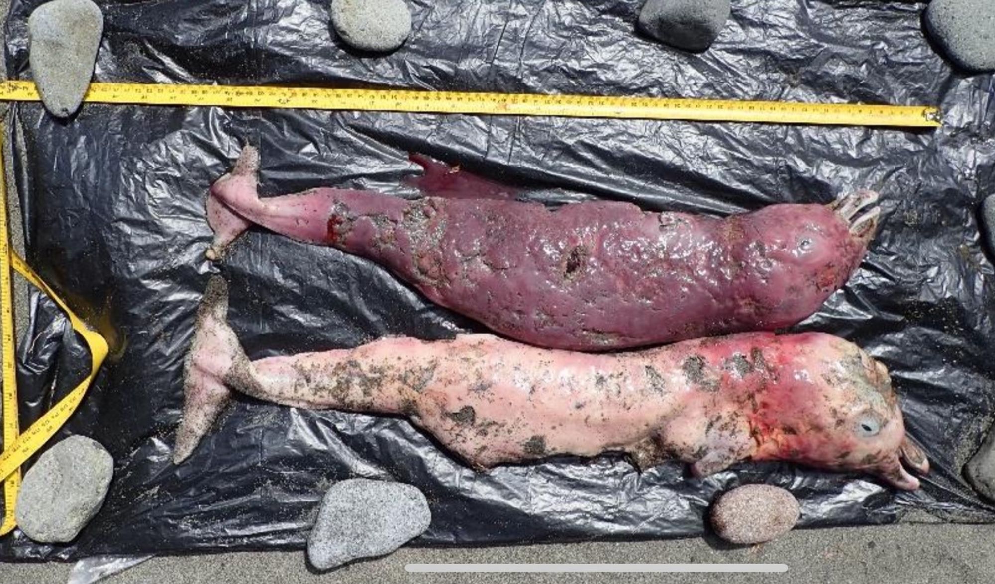 Image of decomposing Cuvier’s beaked whale fetuses.