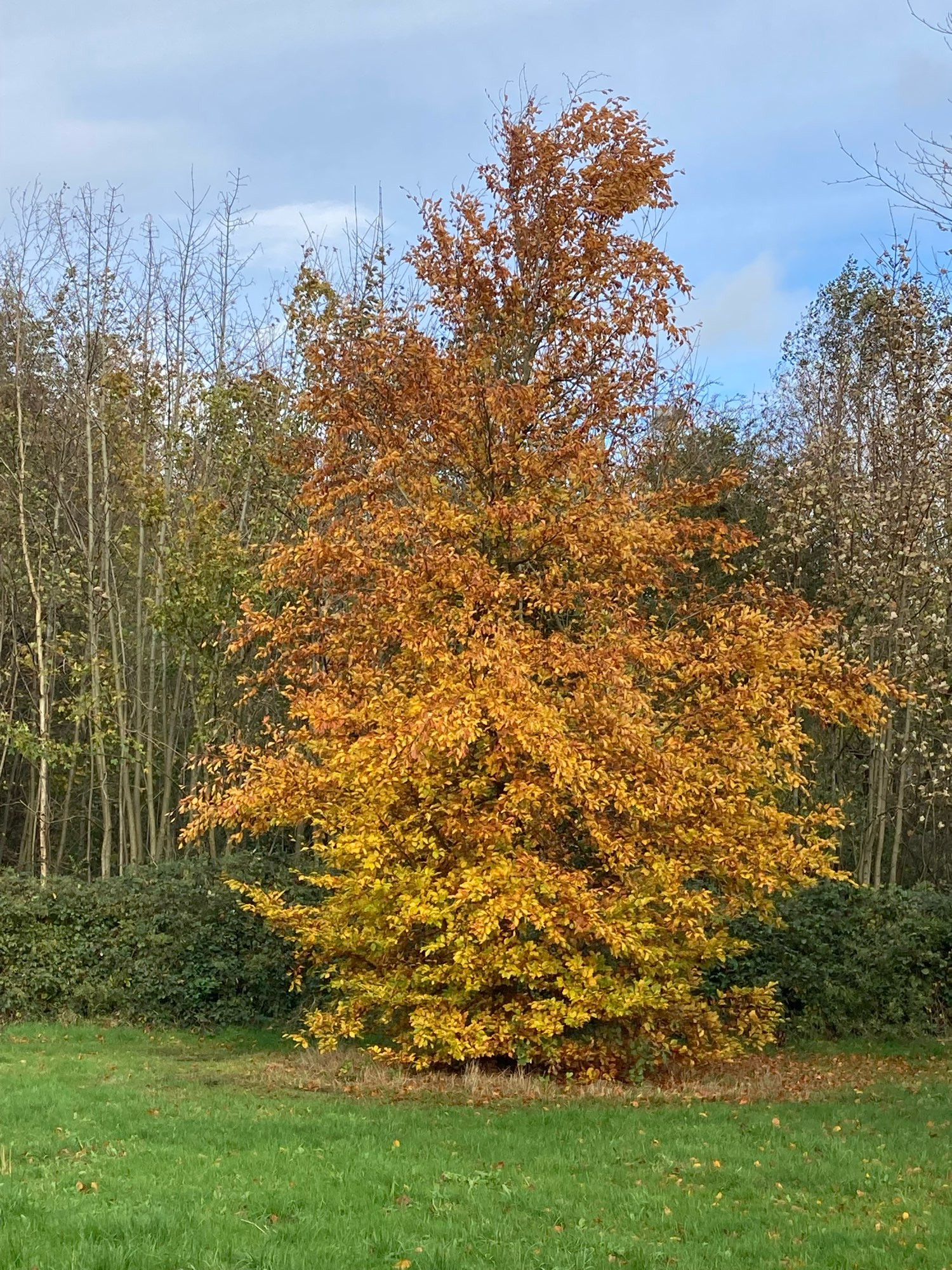 Boom met herfstkleuren 