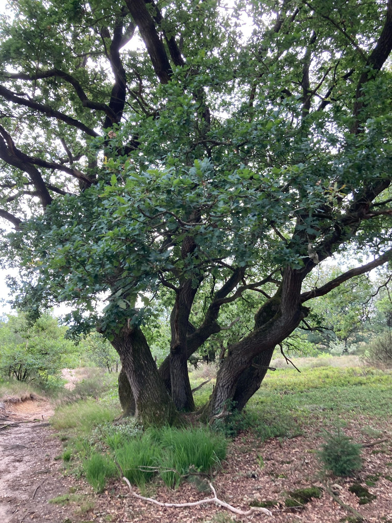 Boom met meerdere stammen (of meerdere bomen). In een soort heidegebied.

