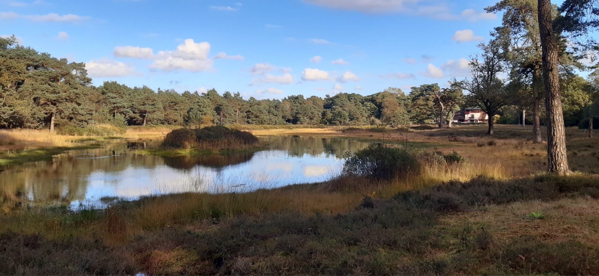 Heide- of bosven, bijna wolkenloze lucht