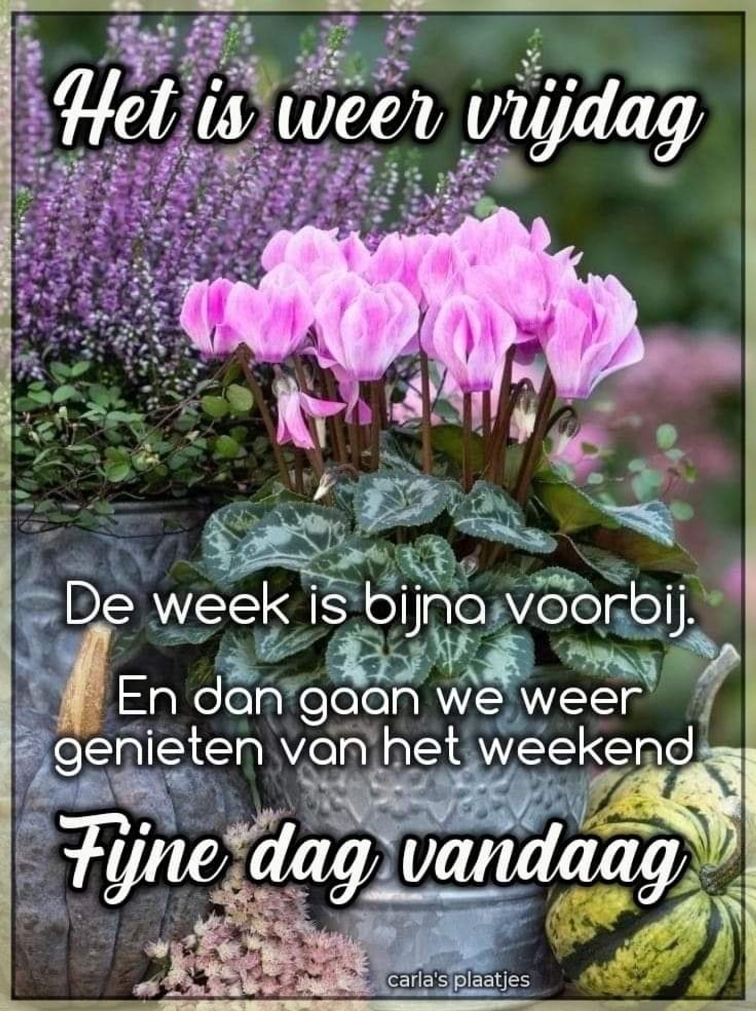 Roze cyclaam,heide,groene pompoen.
Het is weer vrijdag,de week is bijna voorbij.En dan genieten van het weekend.
Fijne dag vandaag